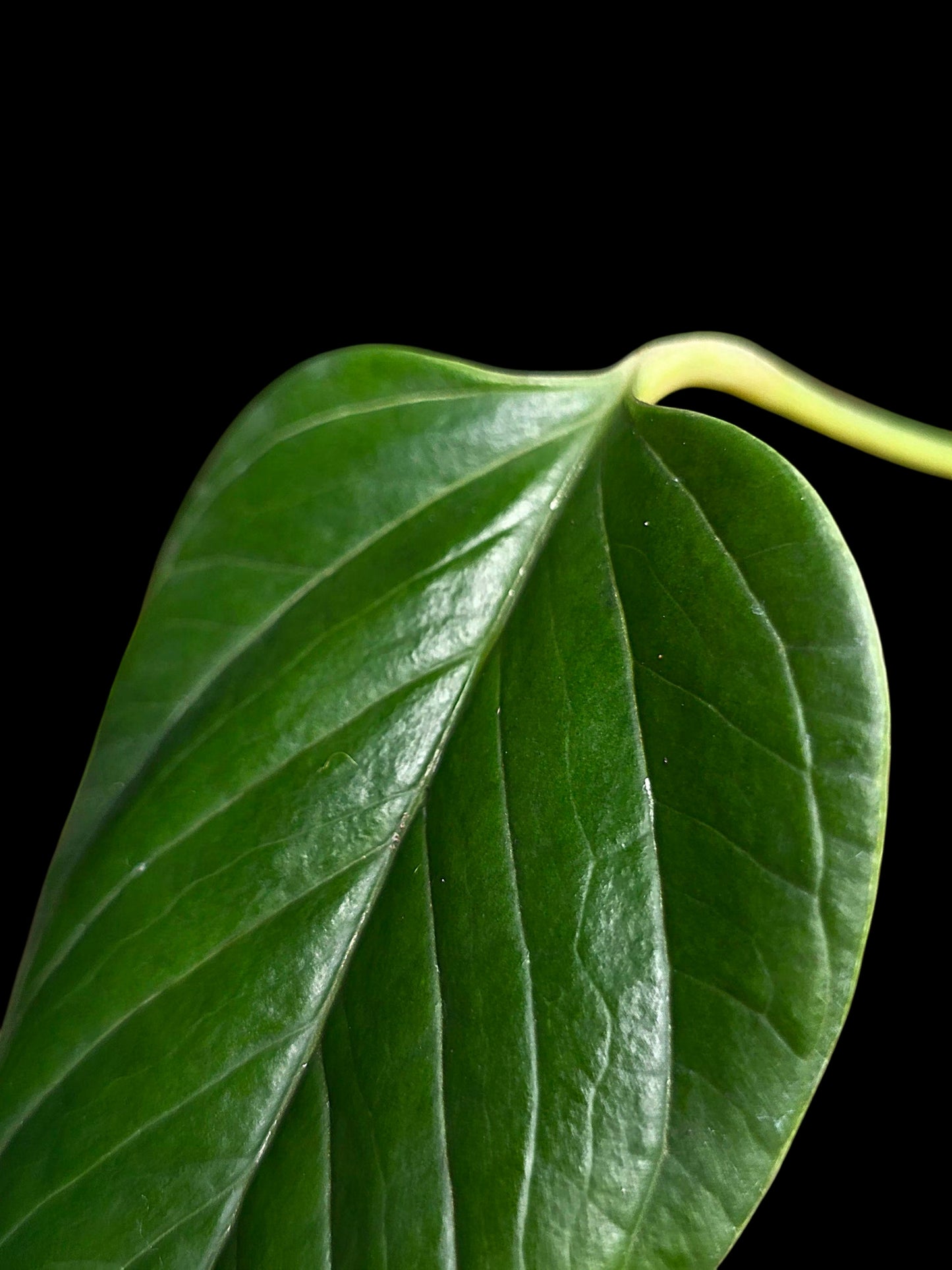 Anthurium sp. 'Indian Arrow' Wild Ecotype (EXACT PLANT)