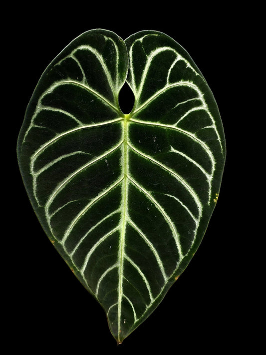Anthurium Regale White Stripes (EXACT PLANT)