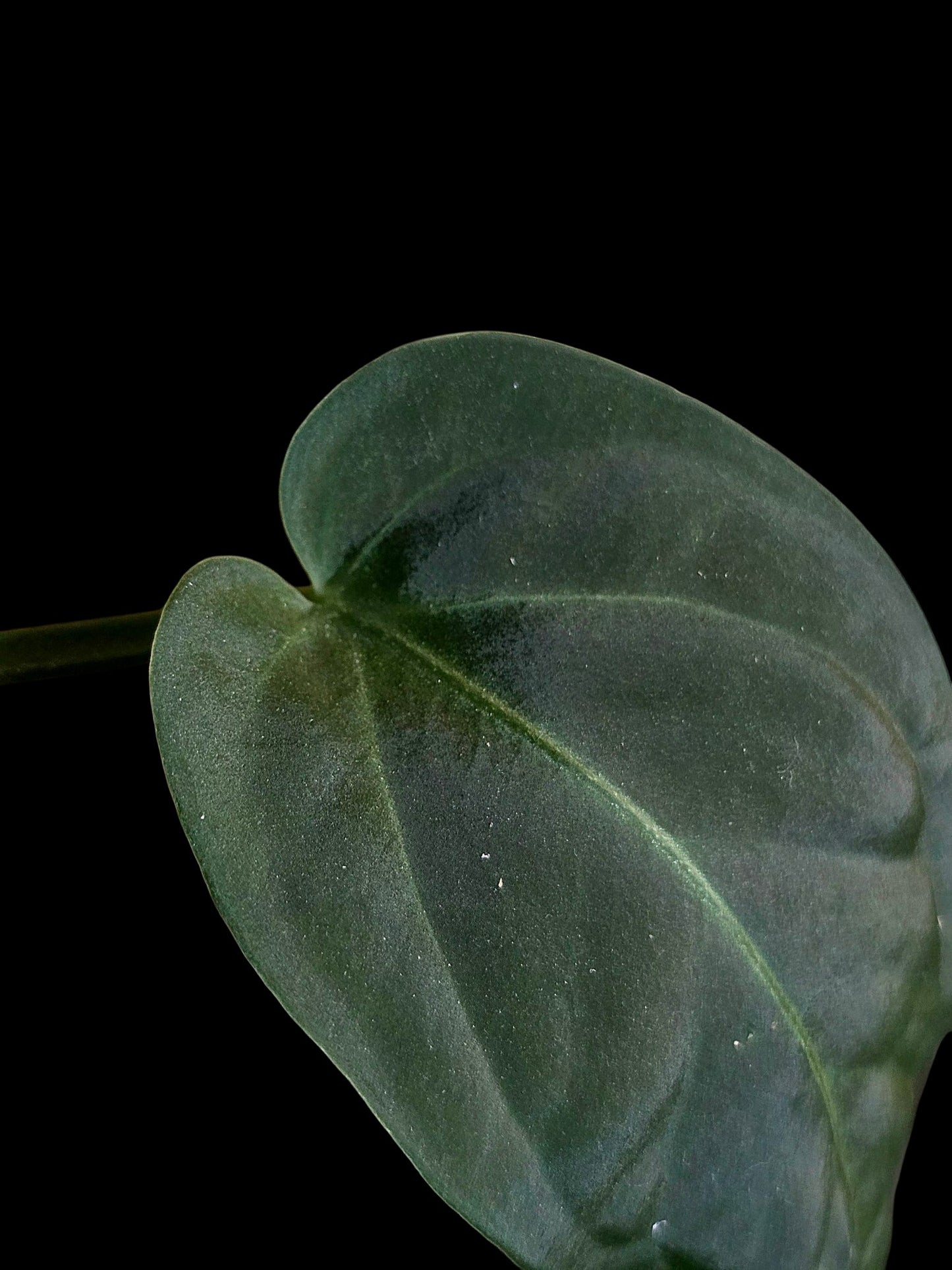 Anthurium Pulcachense Dark (EXACT PLANT)