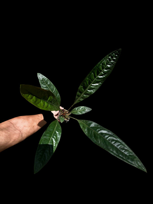 Anthurium Superbum subsp. Brentberlinii Croat (EXACT PLANT)