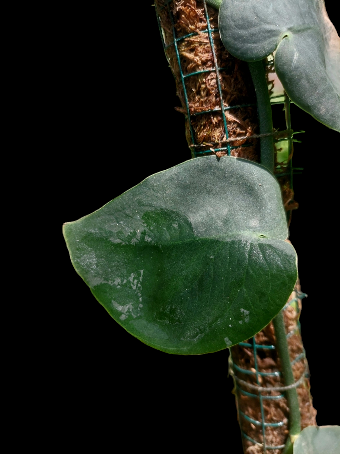 Monstera Dubia 'Dark Form'