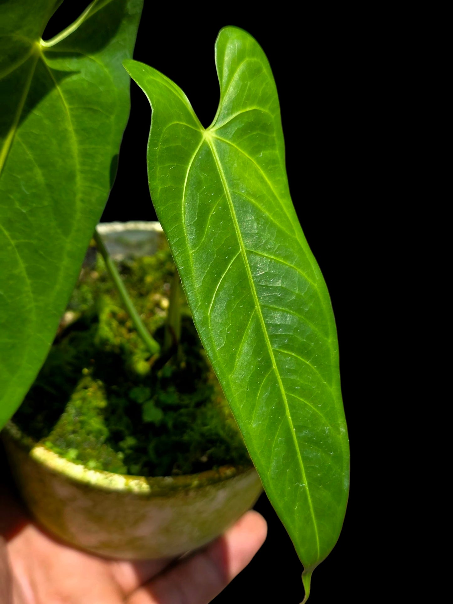Anthurium sp. 'Verdesino' Wild Ecotype (EXACT PLANT)