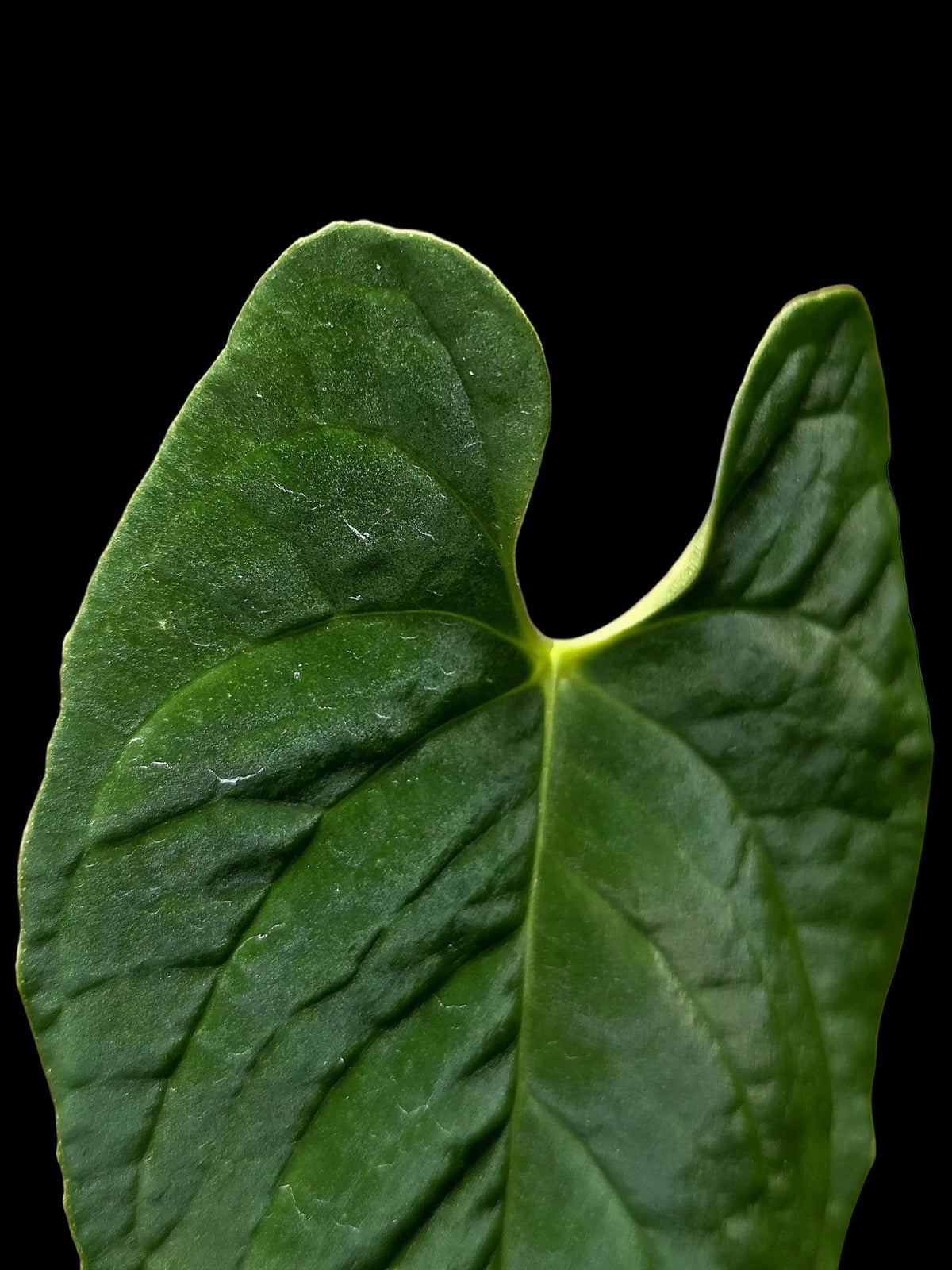 Anthurium sp. 'Purple Velvet' Bullate Leaves (EXACT PLANT)
