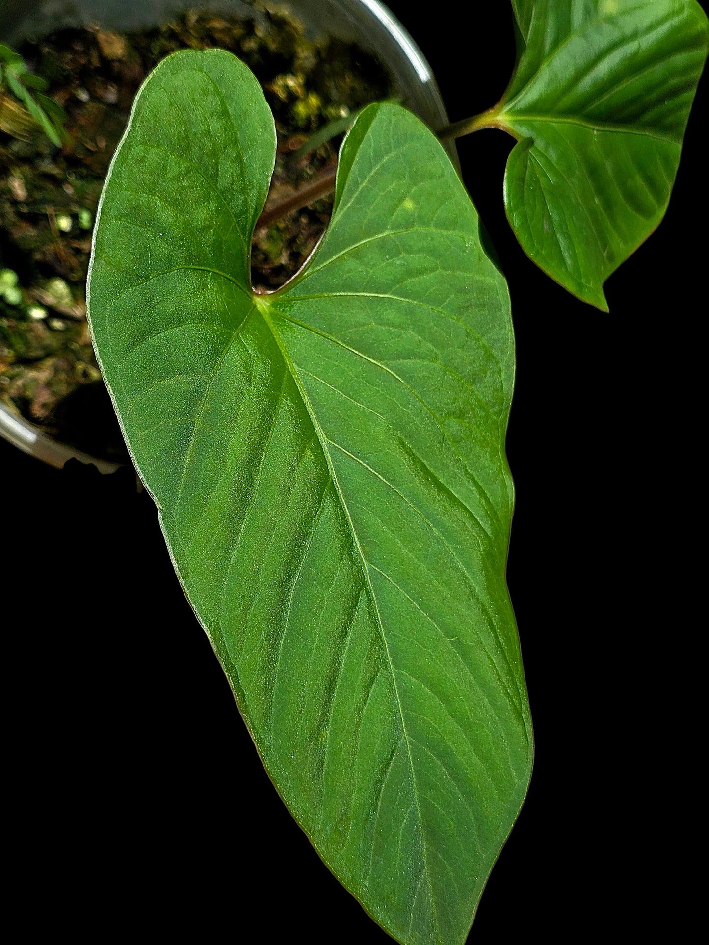 Anthurium sp. 'Kunayala Glow' Native to Panama (EXACT PLANT)