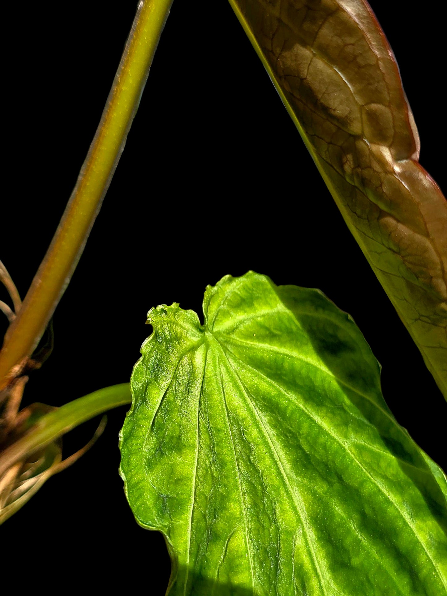Anthurium sp. 'Andinum Lattice Crispus' Metamorphosis Phenotype (EXACT PLANT)