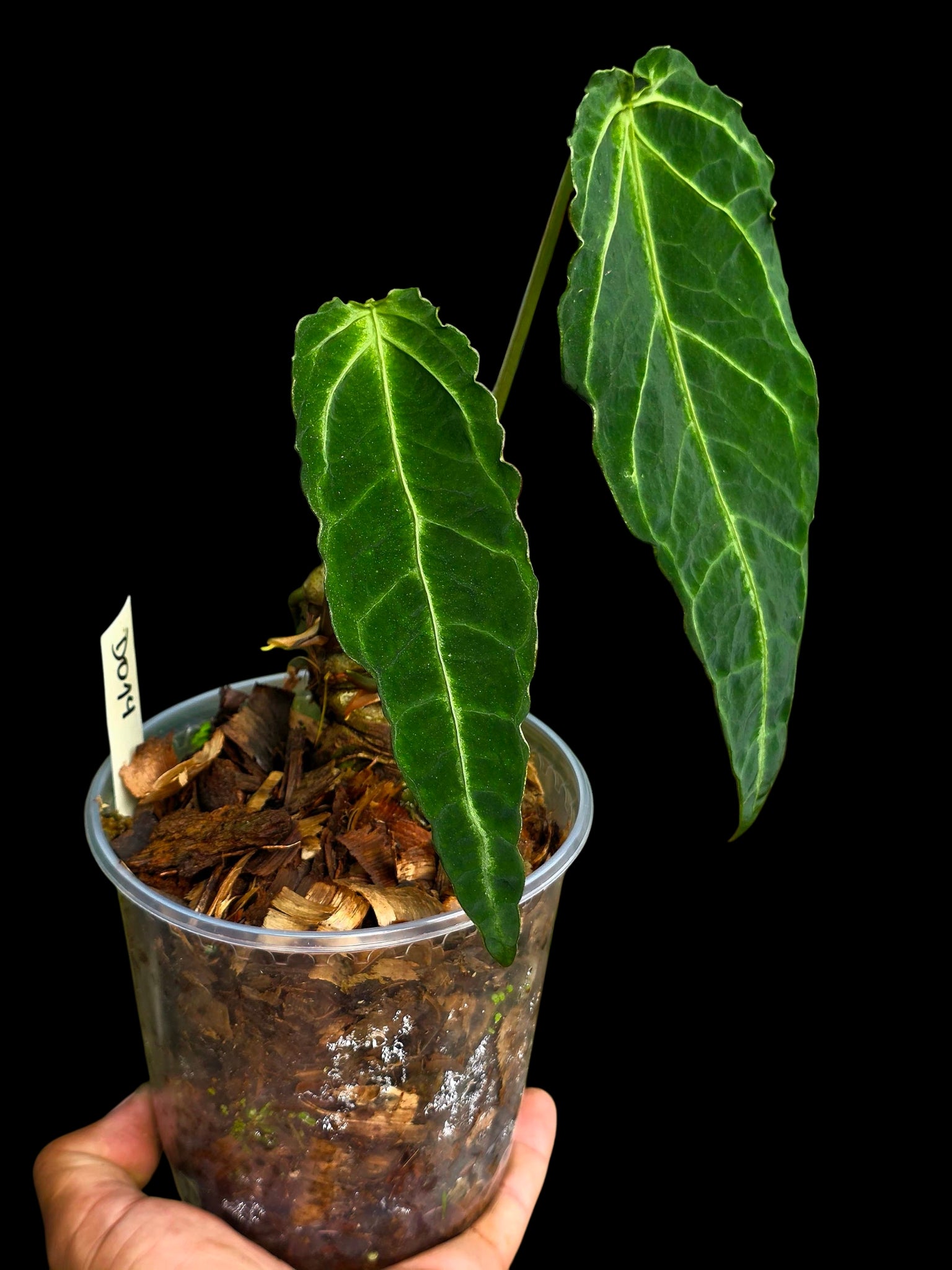 Anthurium sp. 'Andinum Lattice Crispus' Metamorphosis Phenotype (EXACT PLANT)