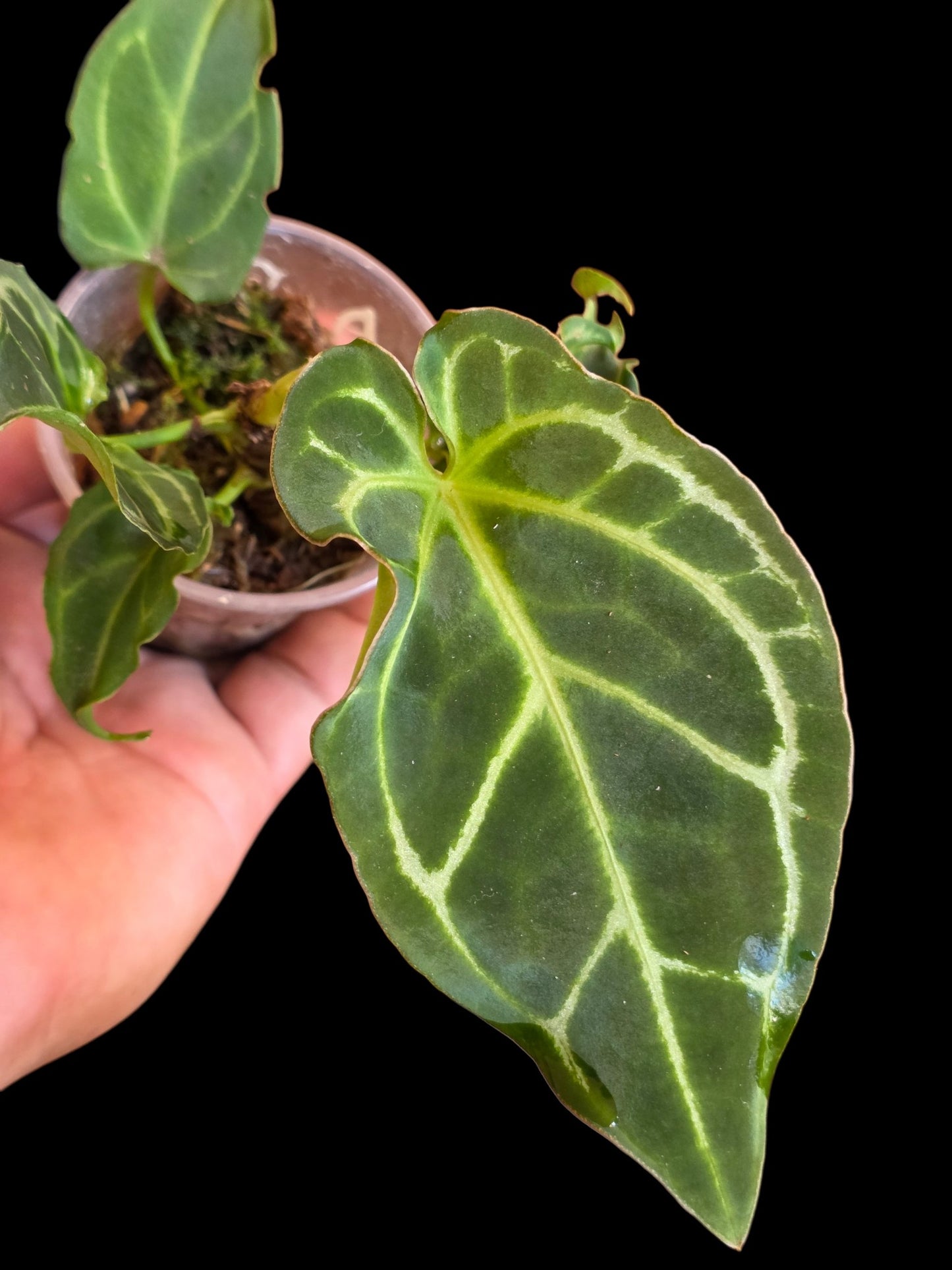 Anthurium Crystallinum 'Mutation' (EXACT PLANT)
