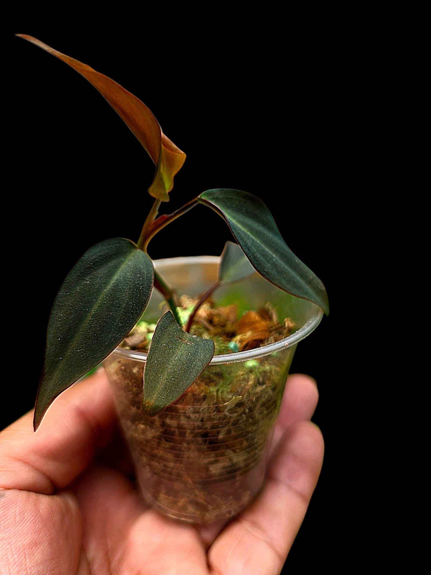 Philodendron sp. 'Peruvian Red Velvet Trilobe' (EXACT PLANT)