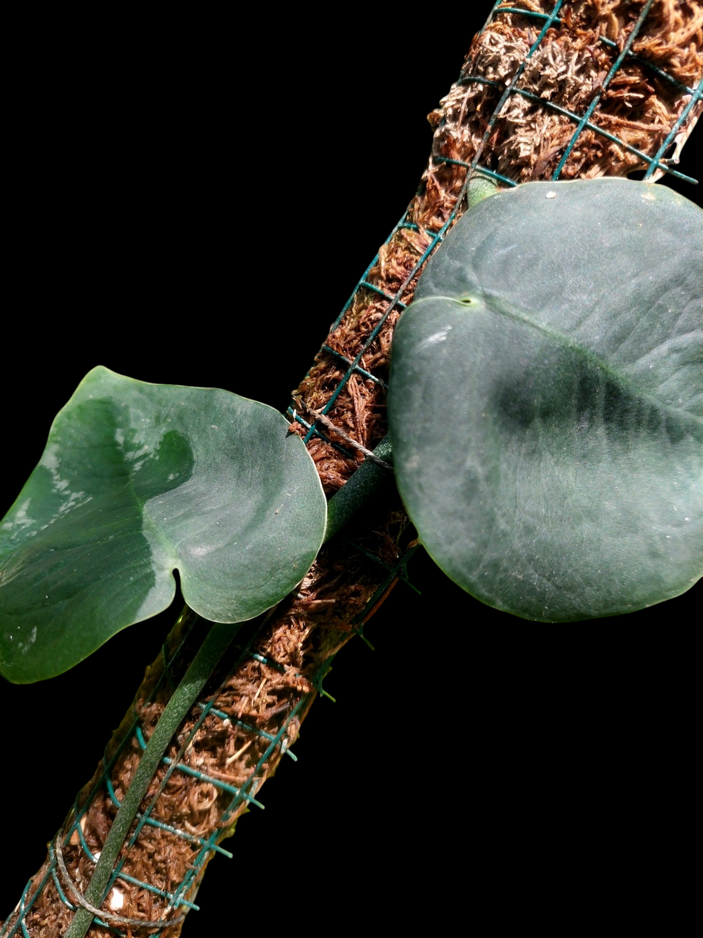 Monstera Dubia 'Dark Form'
