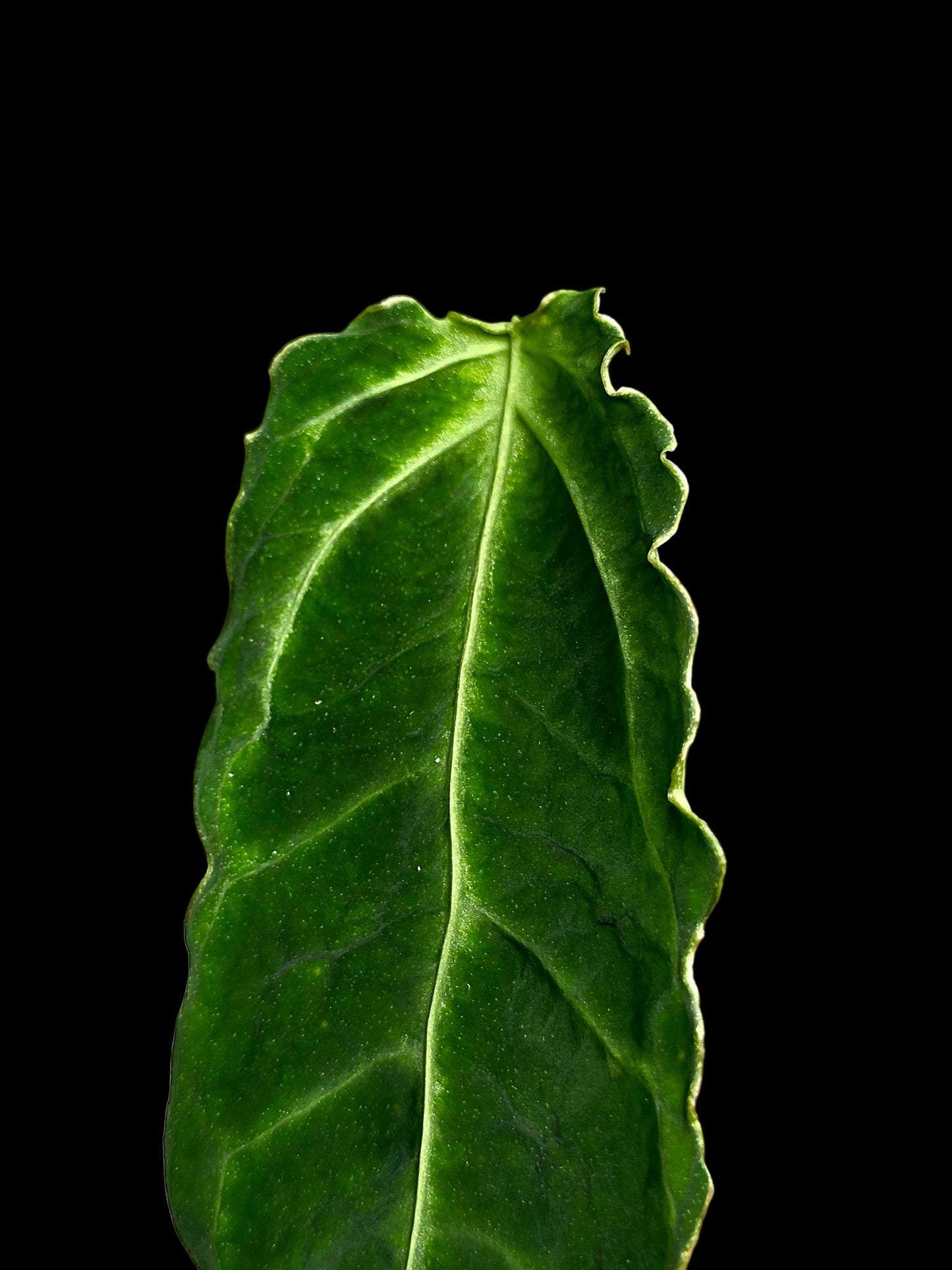 Anthurium sp. 'Andinum Lattice Crispus' Metamorphosis Phenotype (EXACT PLANT)