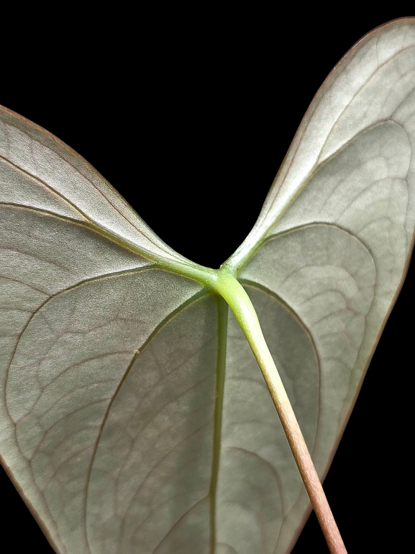 Anthurium sp. 'Shapaja Silver' Wild Ecotype (EXACT PLANT)