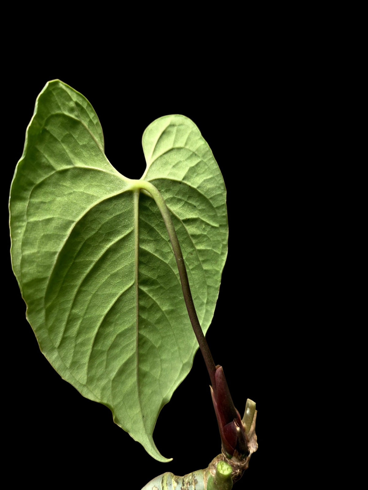 Anthurium sp. 'Purple Velvet' Bullate Leaves (EXACT PLANT)