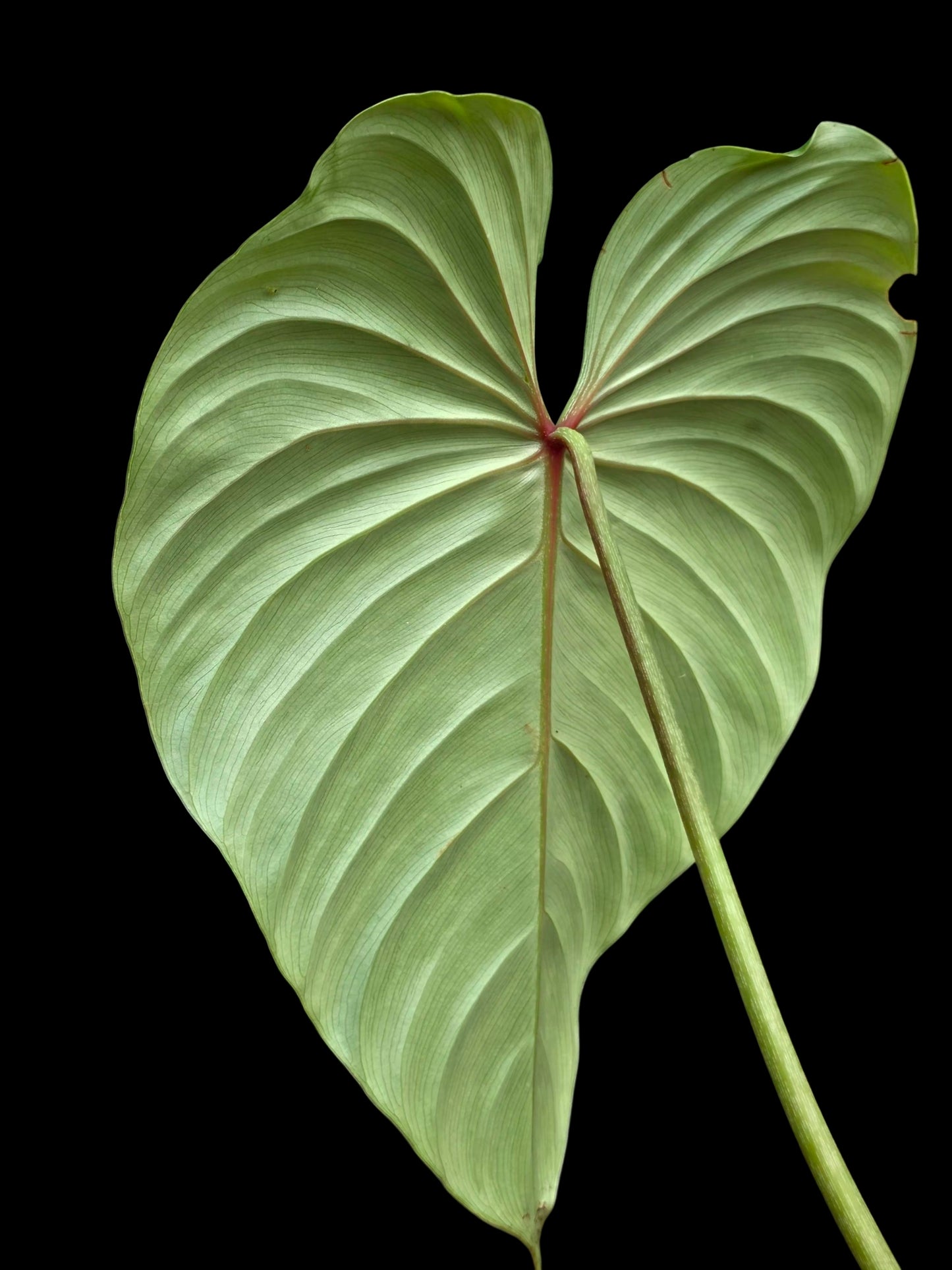 Philodendron sp. 'Silver Angel' (EXACT PLANT)