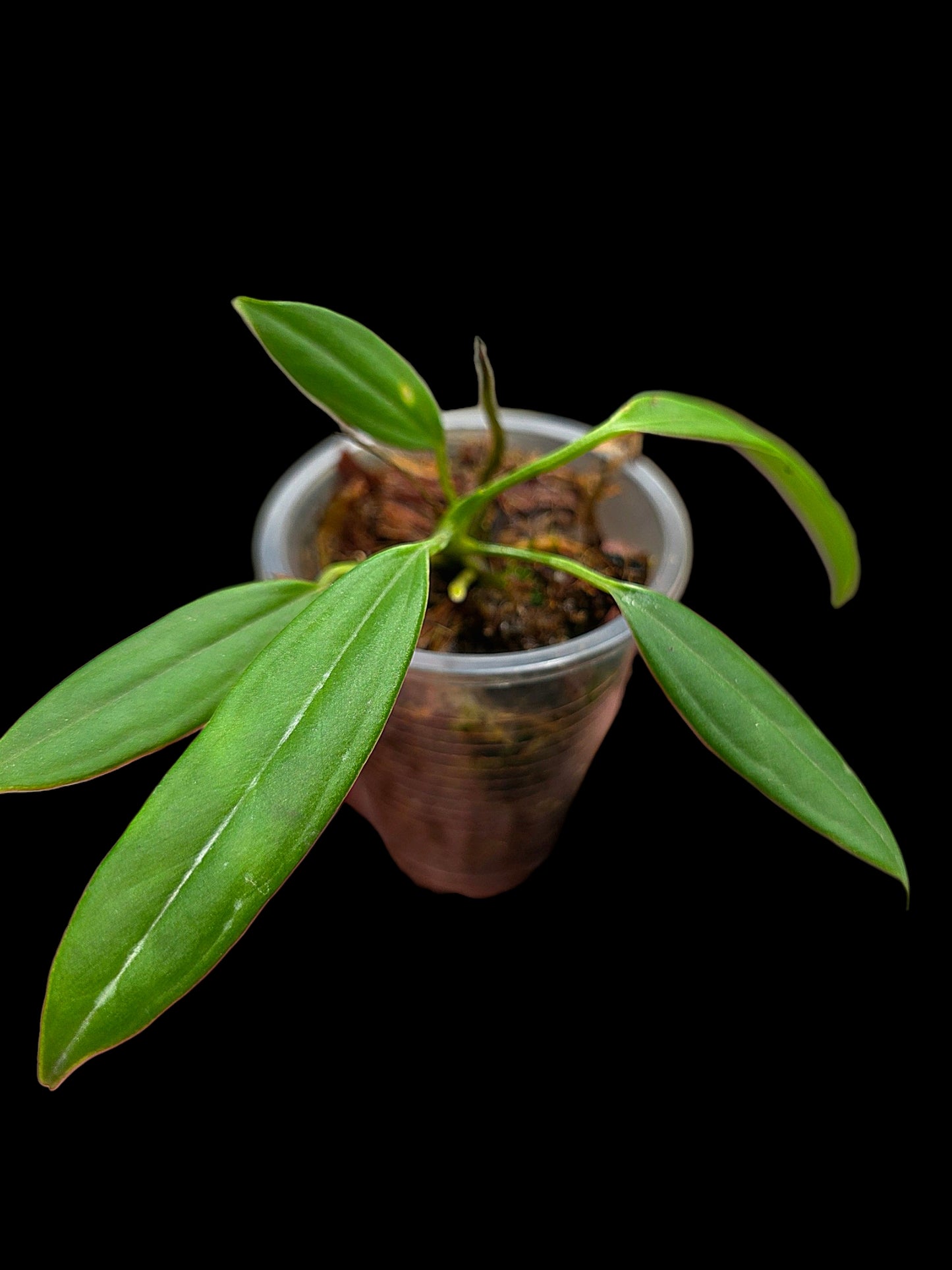 Anthurium Ceronii Small Size (EXACT PLANT)