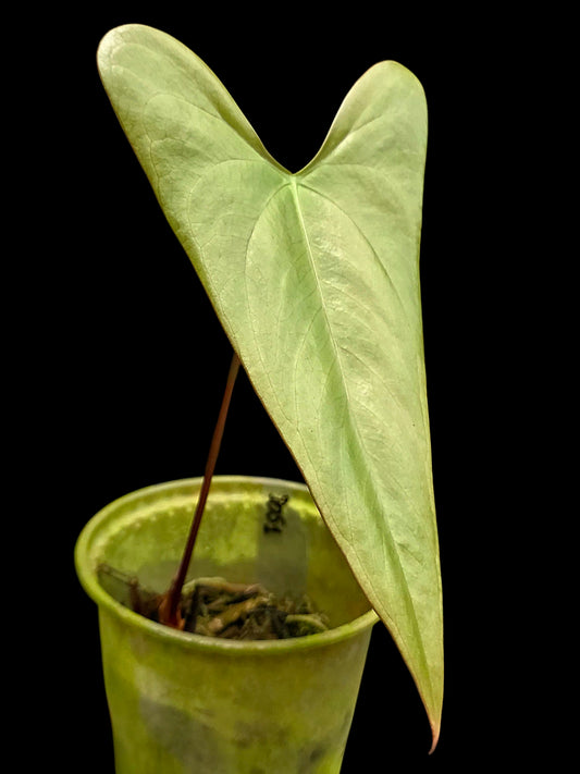 Anthurium sp. 'Shapaja Silver' Wild Ecotype (EXACT PLANT)