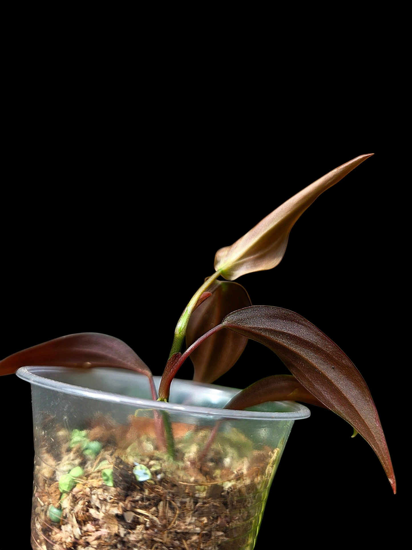 Philodendron sp. 'Peruvian Red Velvet Trilobe' (EXACT PLANT)