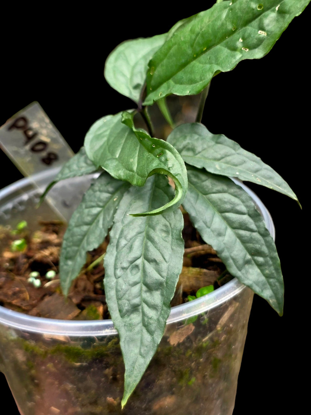 Anthurium sp. 'Abiseo Silver Fingers' (EXACT PLANT)