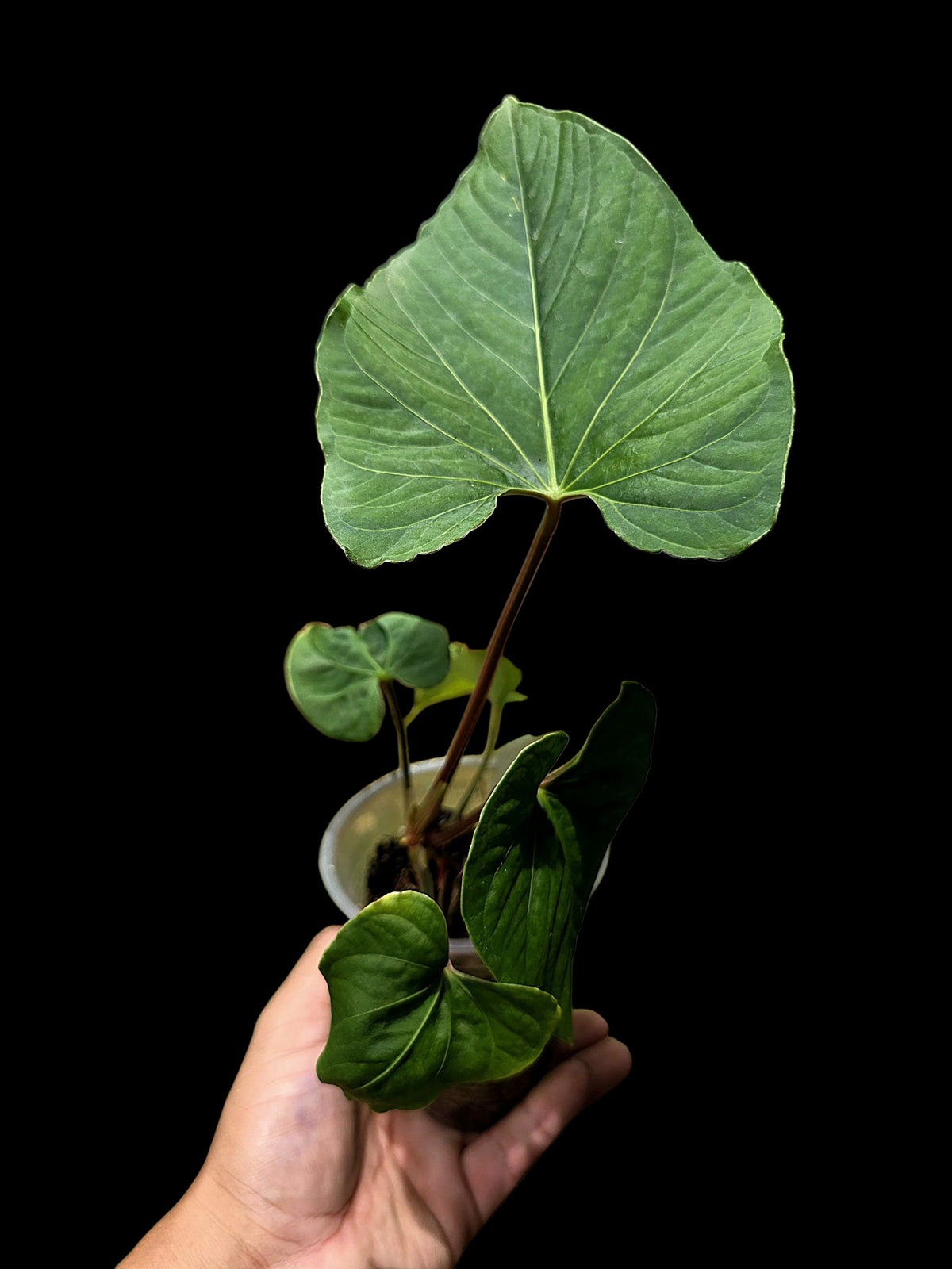 Anthurium sp. 'Kunayala Glow' Native to Panama (EXACT PLANT)