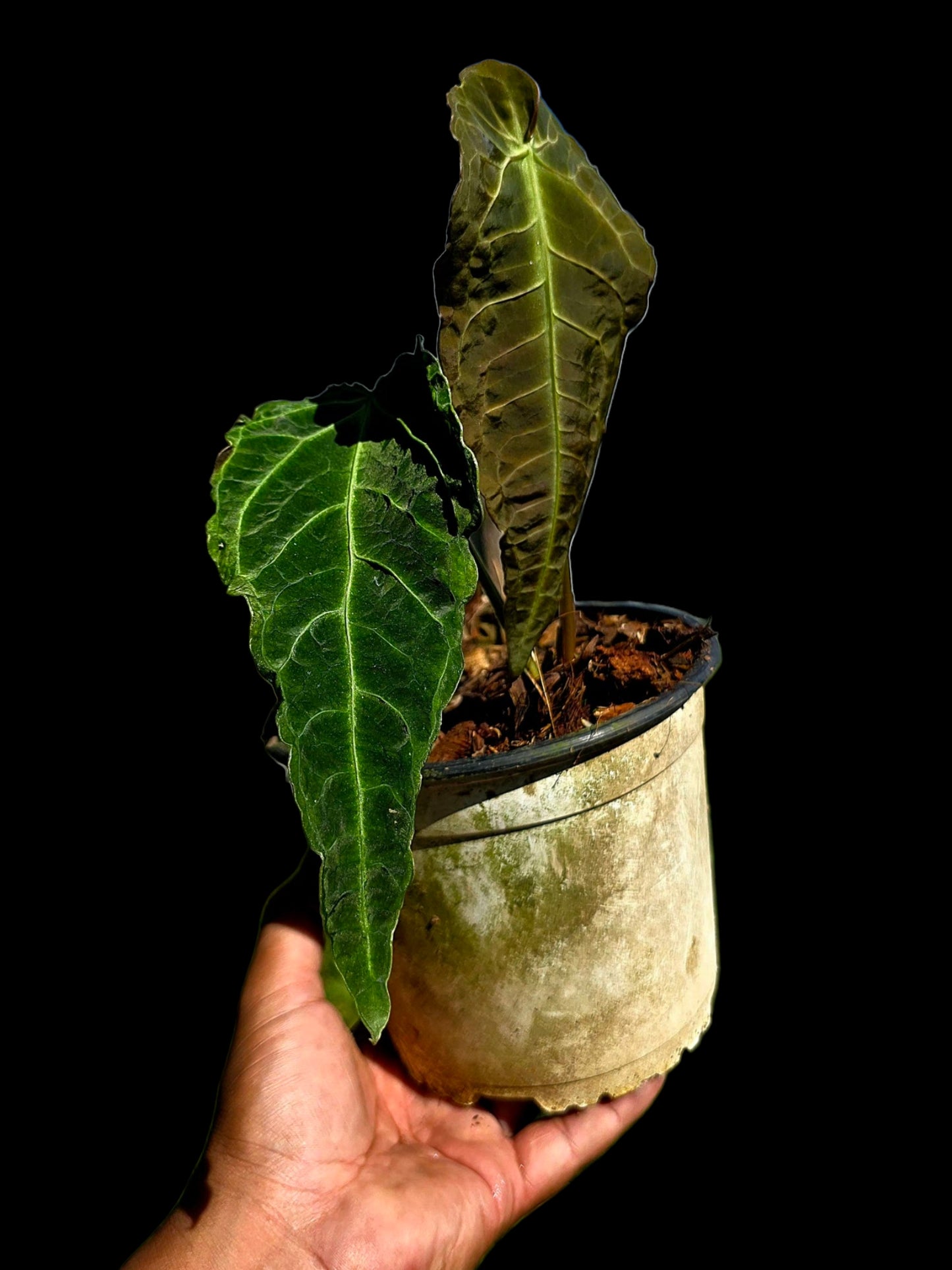 Anthurium sp. 'Andinum Lattice Crispus' Metamorphosis Phenotype (EXACT PLANT)