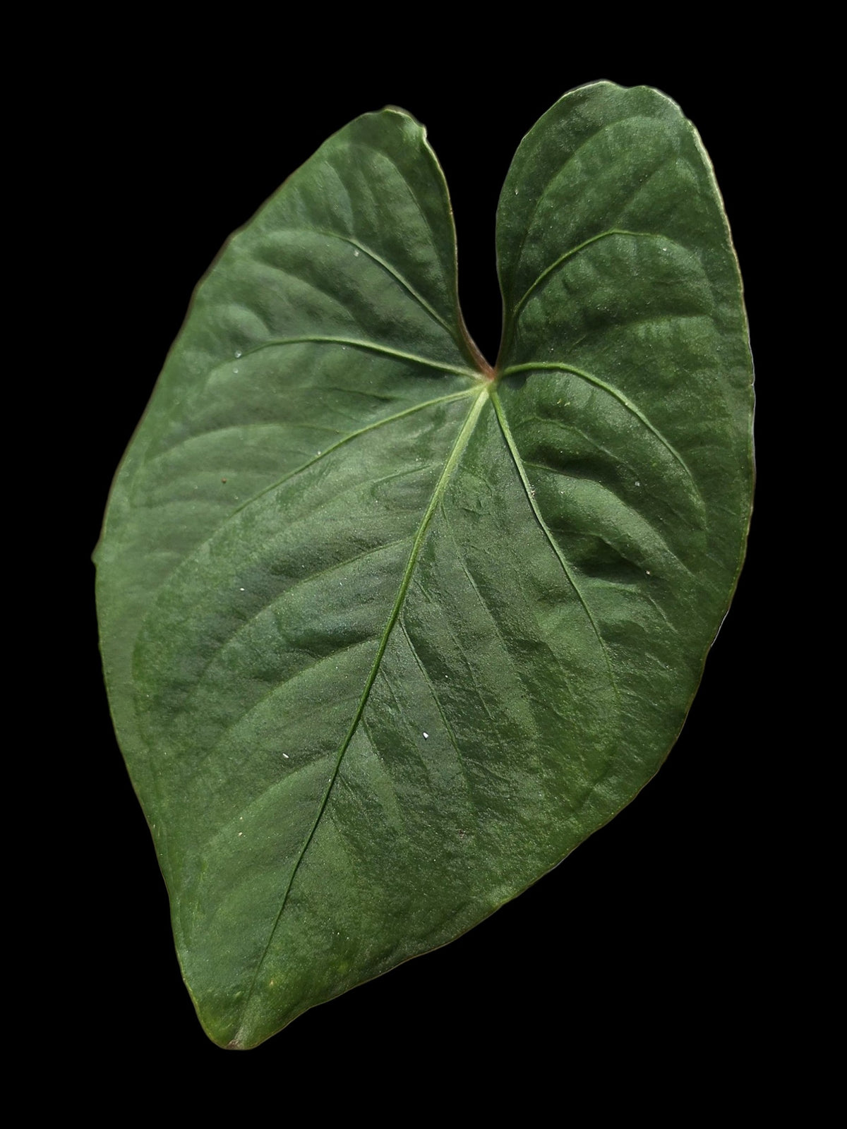 Anthurium sp. 'Kunayala Glow' Native to Panama (EXACT PLANT)