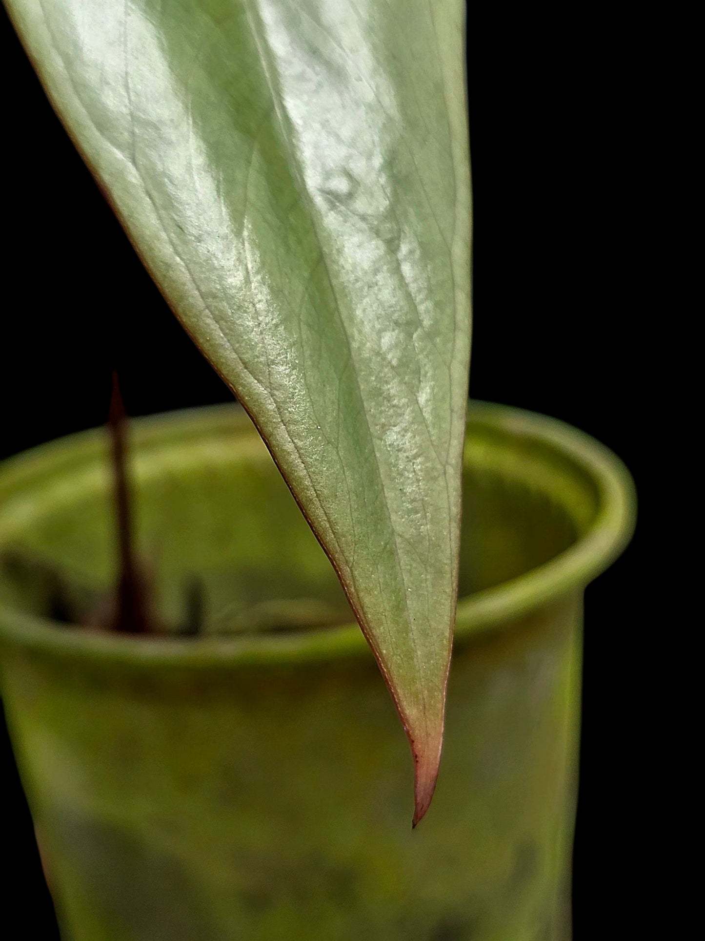 Anthurium sp. 'Shapaja Silver' Wild Ecotype (EXACT PLANT)
