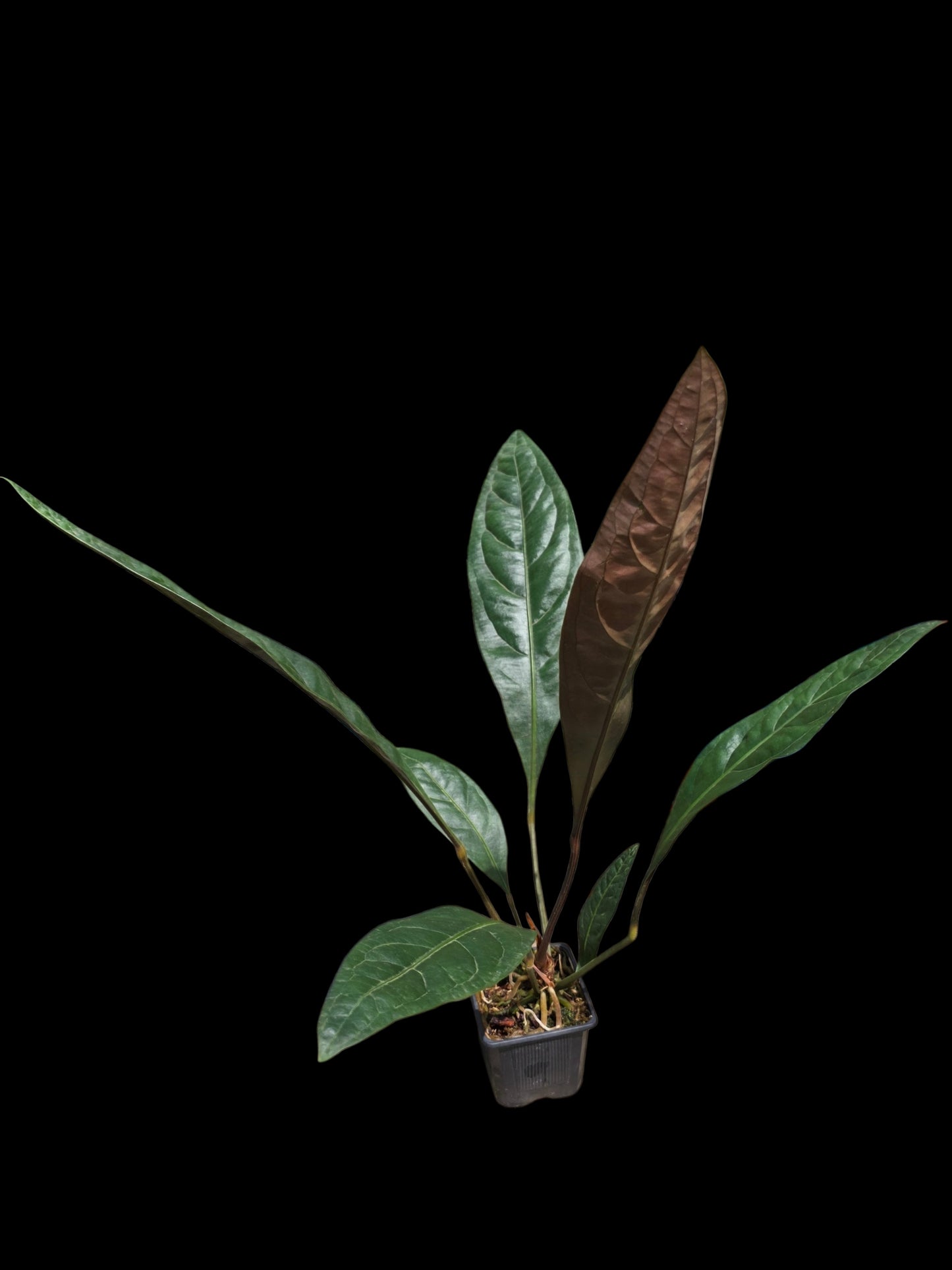 Anthurium Superbum subsp. Brentberlinii Croat (EXACT PLANT)
