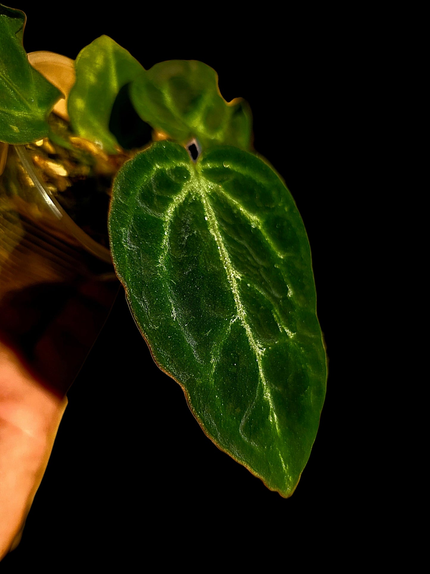 Anthurium sp. 'Amazon Monster Veins' Wild Ecotype (EXACT PLANT)