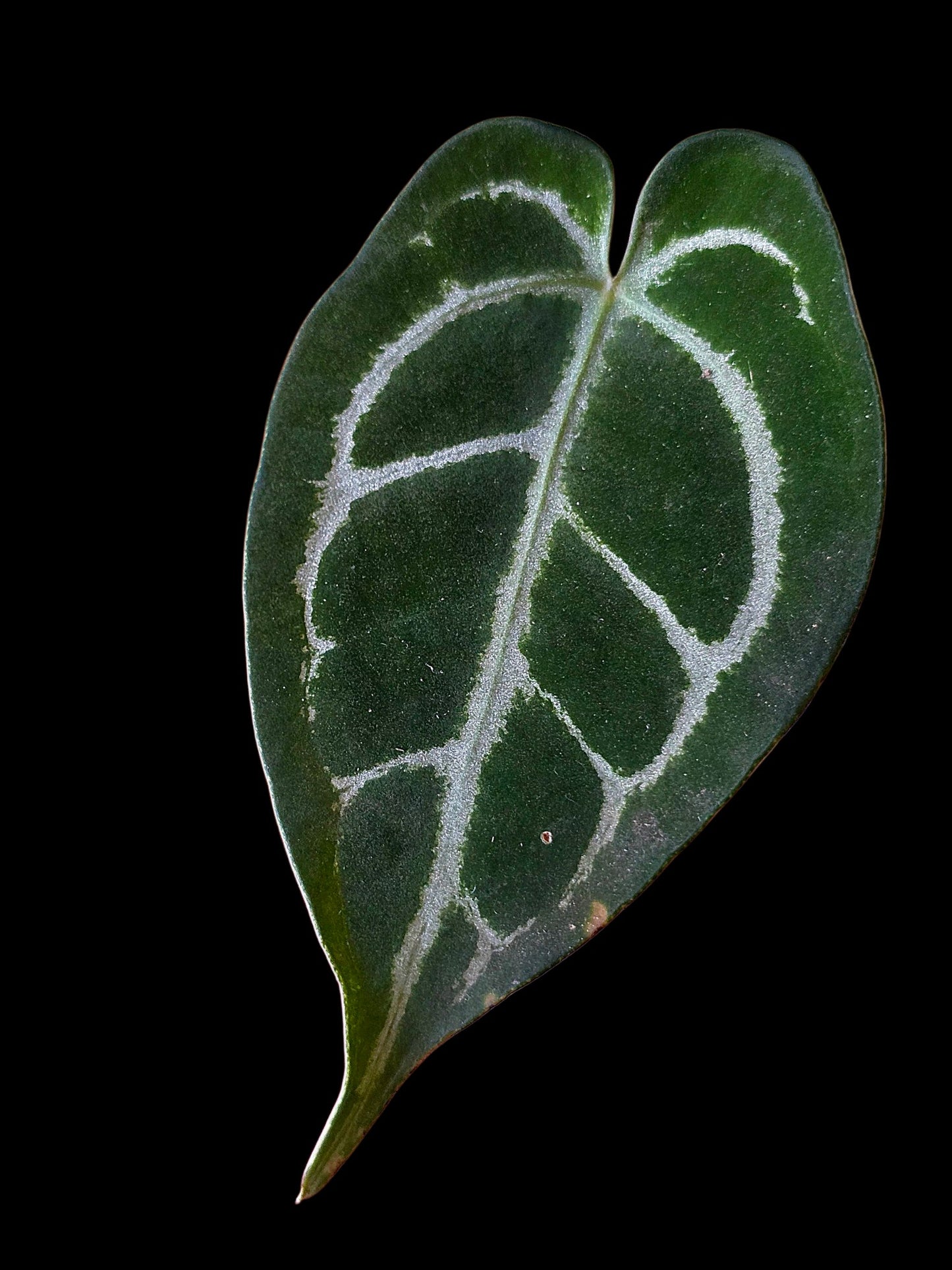 Anthurium Crystallinum X Forgetii (EXACT PLANT)