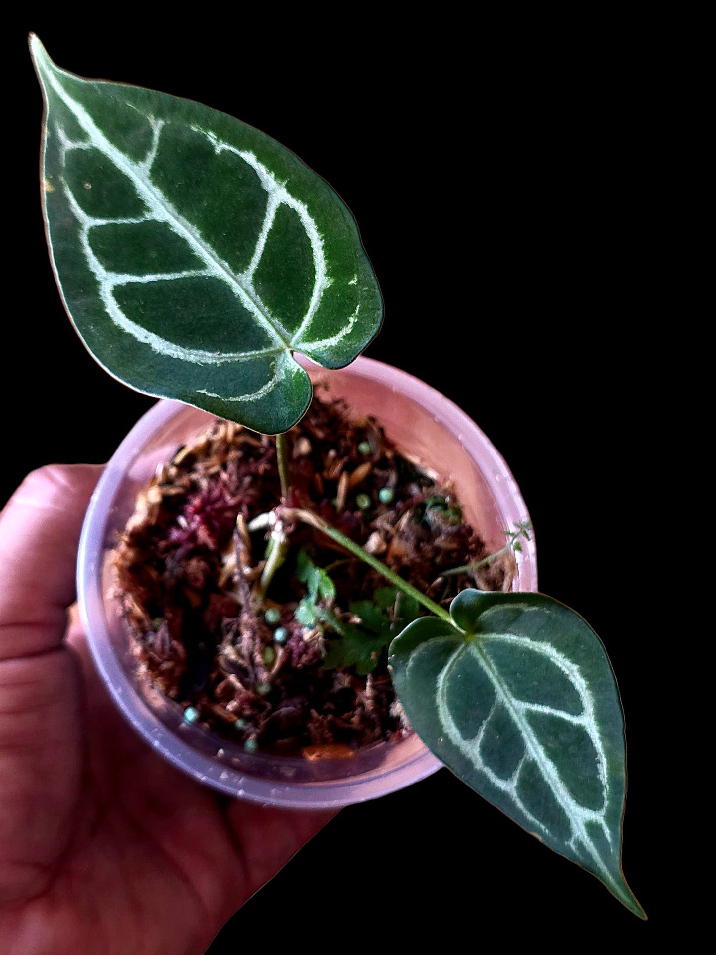 Anthurium Crystallinum X Forgetii (EXACT PLANT)