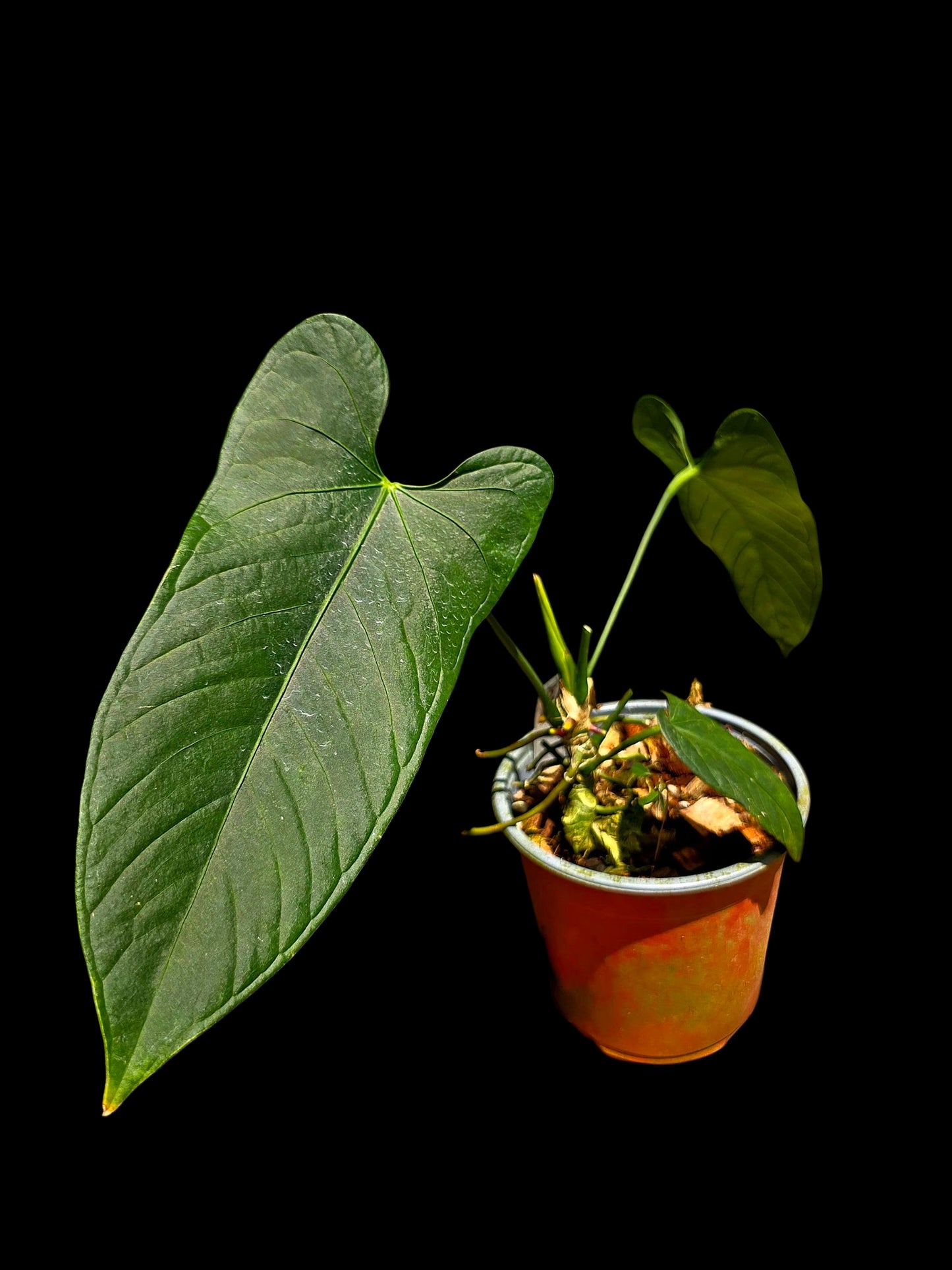 Anthurium sp. 'Cachiyacu Dark Velvet' Wild Ecotype (EXACT PLANT)