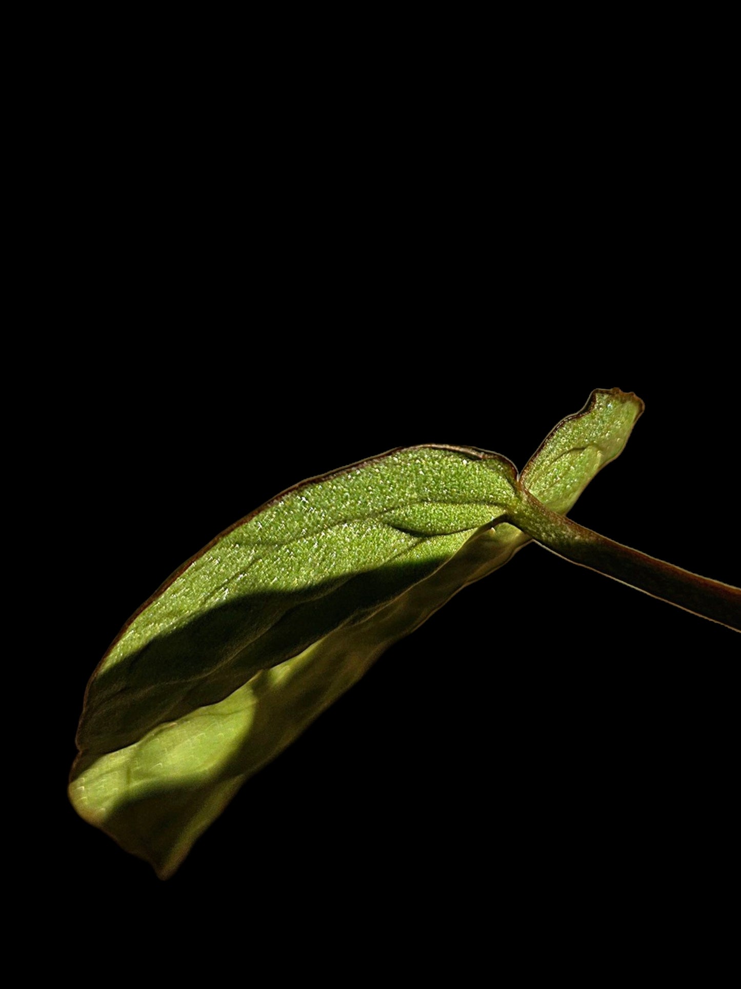 Anthurium sp. 'Amazon Monster Veins' Wild Ecotype (EXACT PLANT)