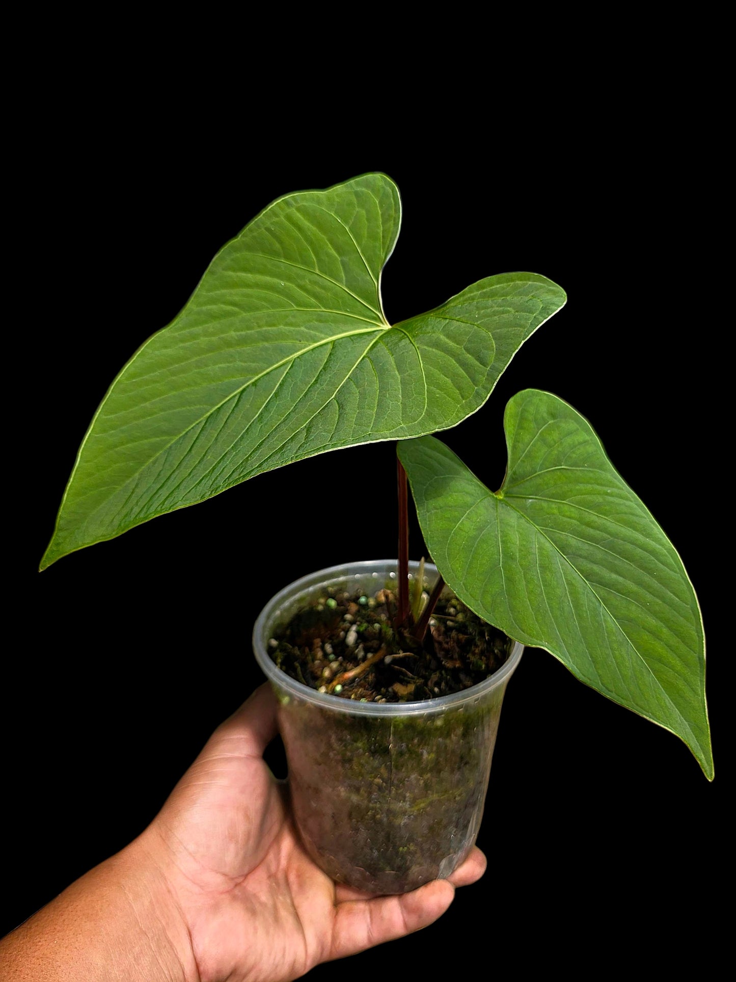 Anthurium sp. "Kunayala Glow" with 2 Leaves (EXACT PLANT)