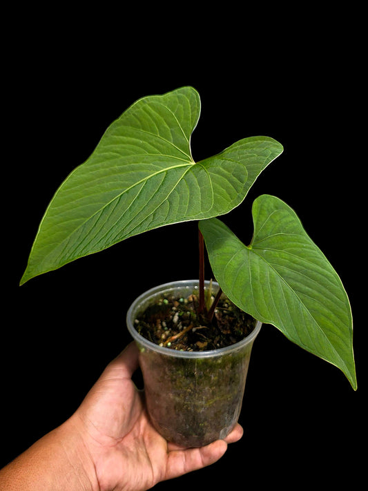 Anthurium sp. "Kunayala Glow" with 2 Leaves (EXACT PLANT)