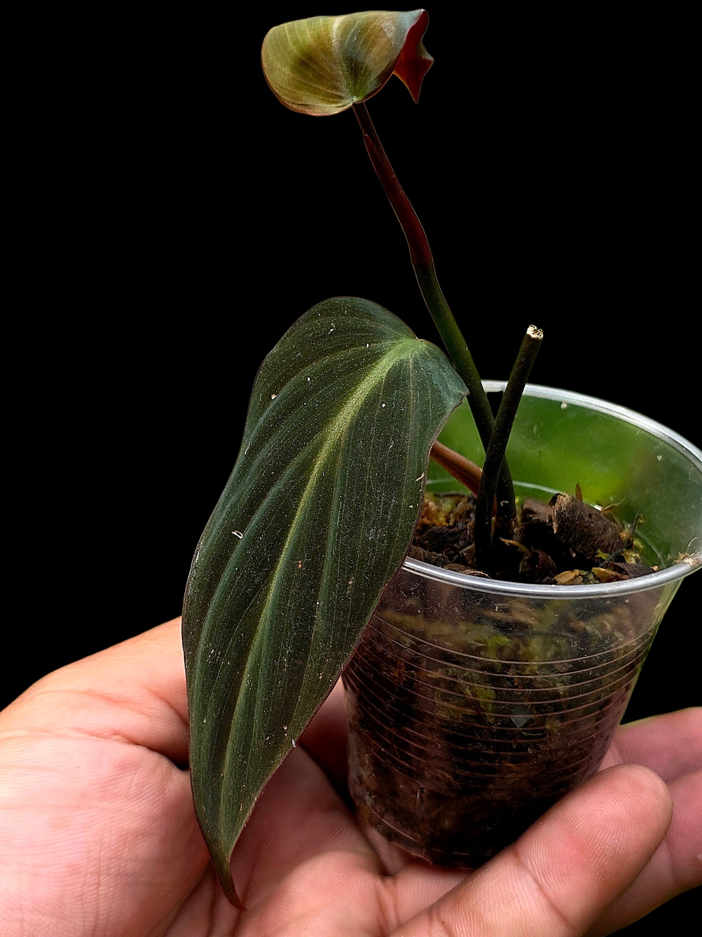 Philodendron sp. 'Peruvian Red Velvet Trilobe' (EXACT PLANT)