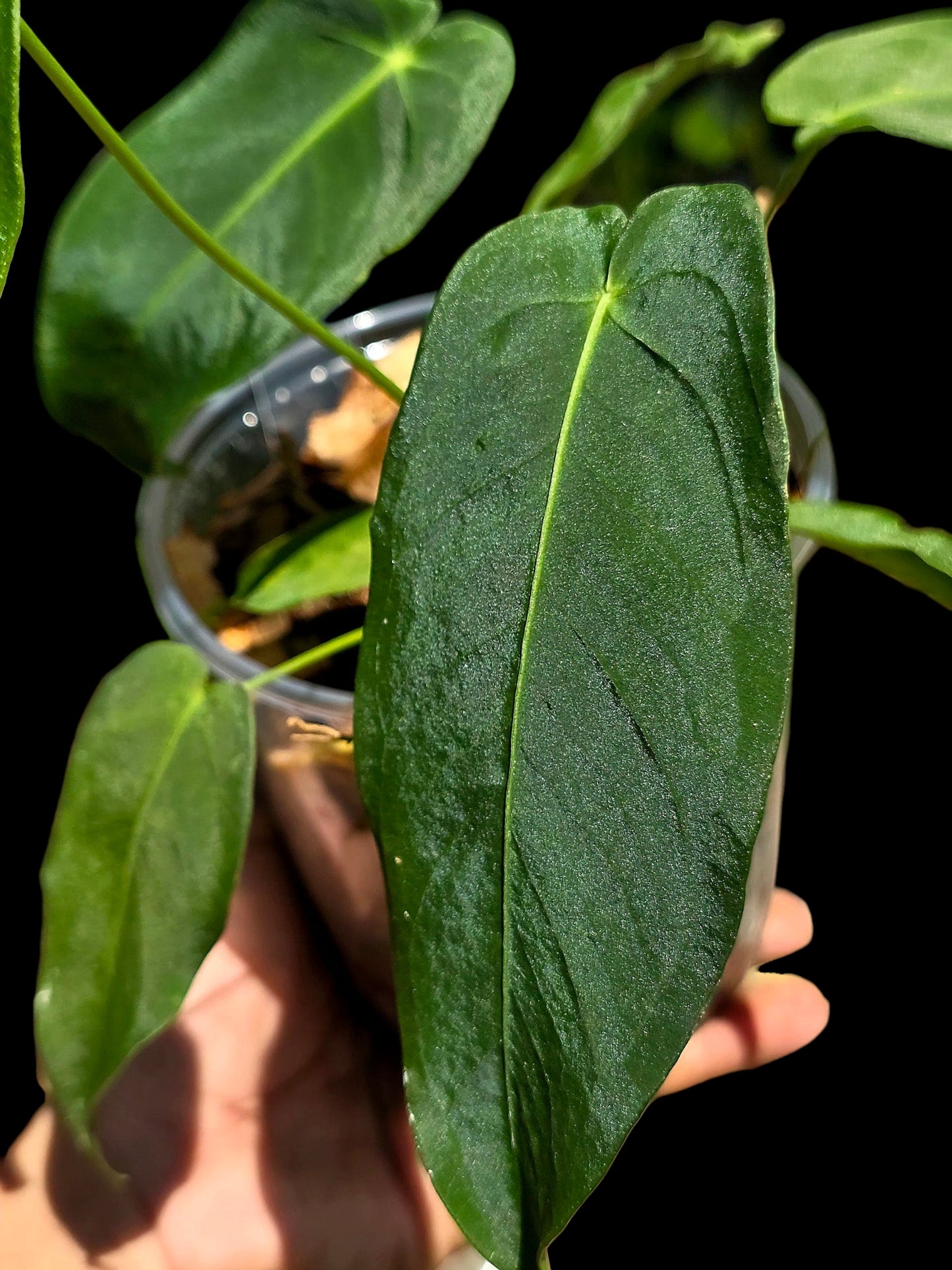 Anthurium Queremalense (EXACT PLANT)