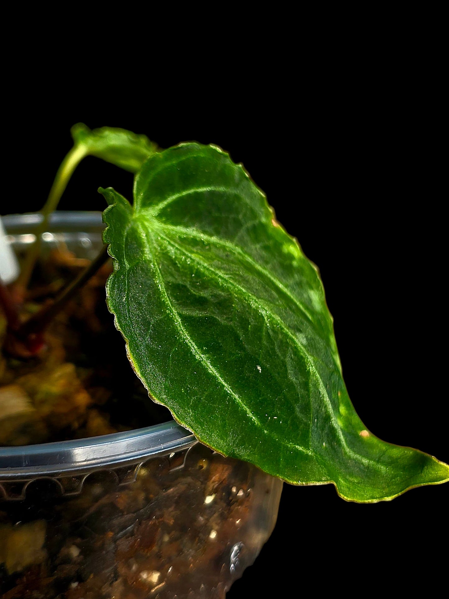 Anthurium sp. 'Andinum Lattice Crispus' Metamorphosis Phenotype (EXACT PLANT)