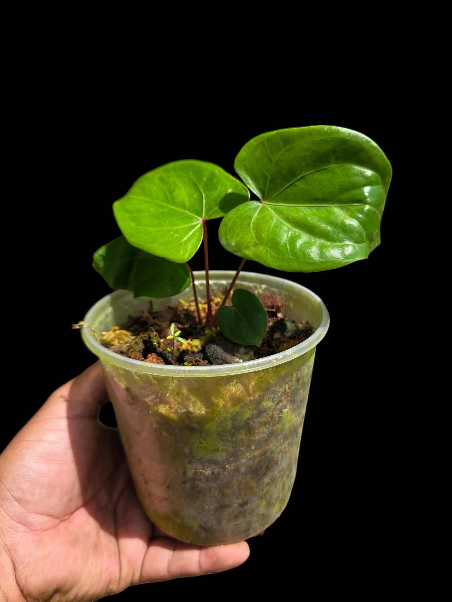 Anthurium sp. 'Amazon Red Petiole' (EXACT PLANT)