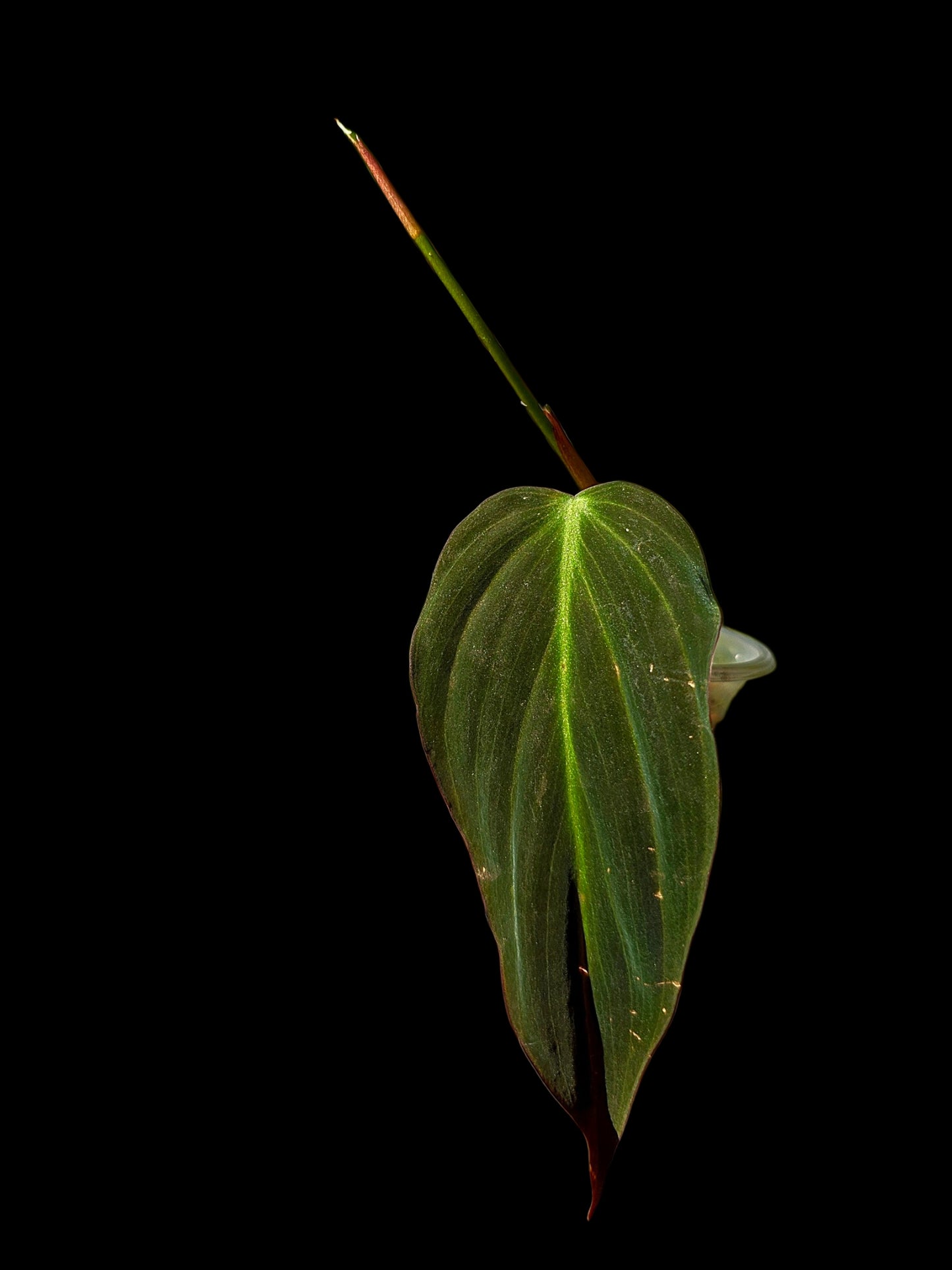 Philodendron sp. 'Peruvian Red Velvet Trilobe' (EXACT PLANT)
