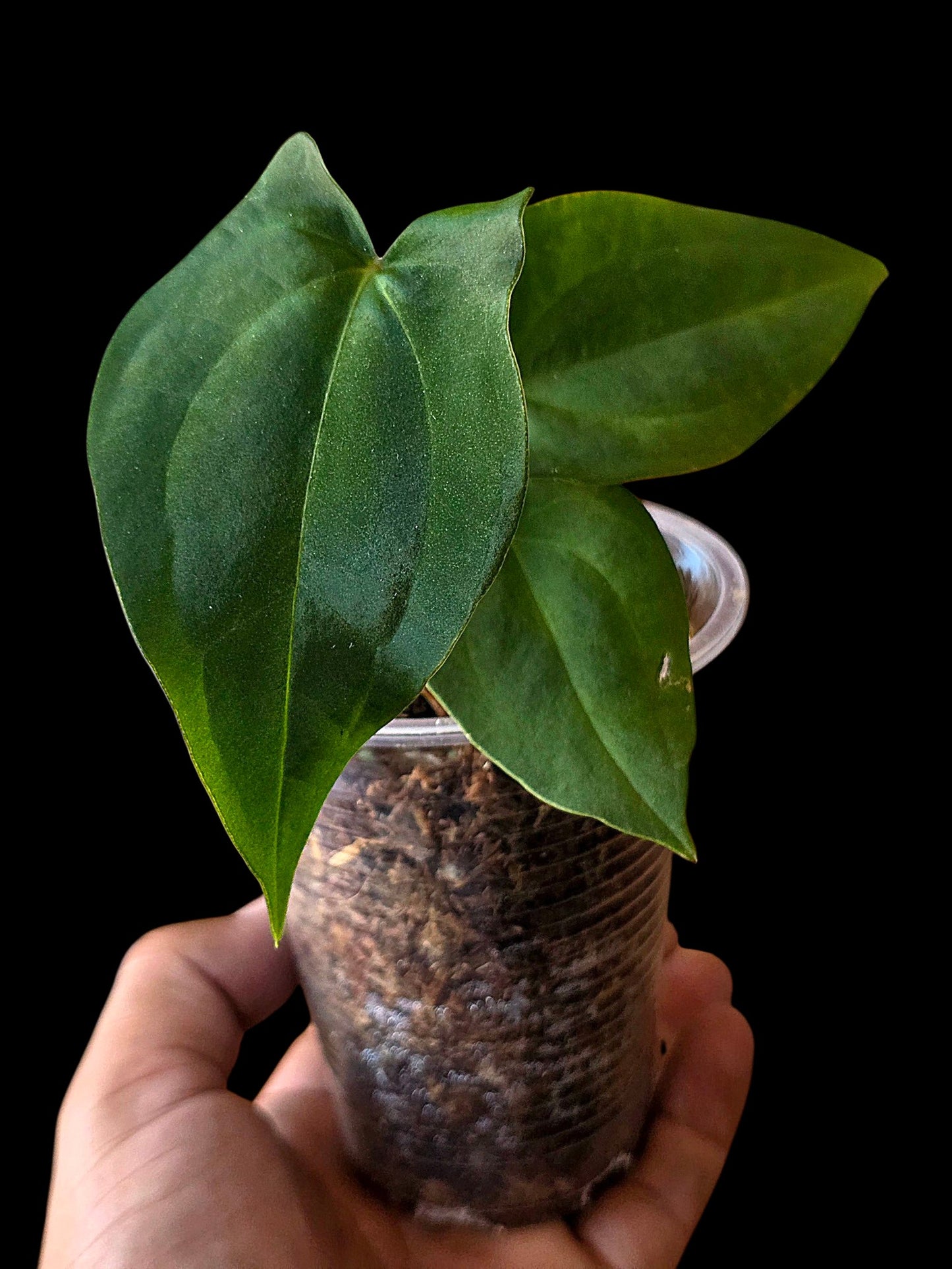 Anthurium Dressleri X Papillilaminum (EXACT PLANT)