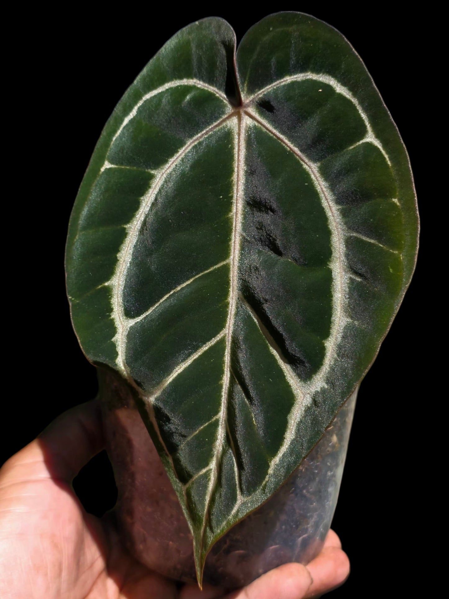 Anthurium Carlablackiae Wild Ecotype  (EXACT PLANT)