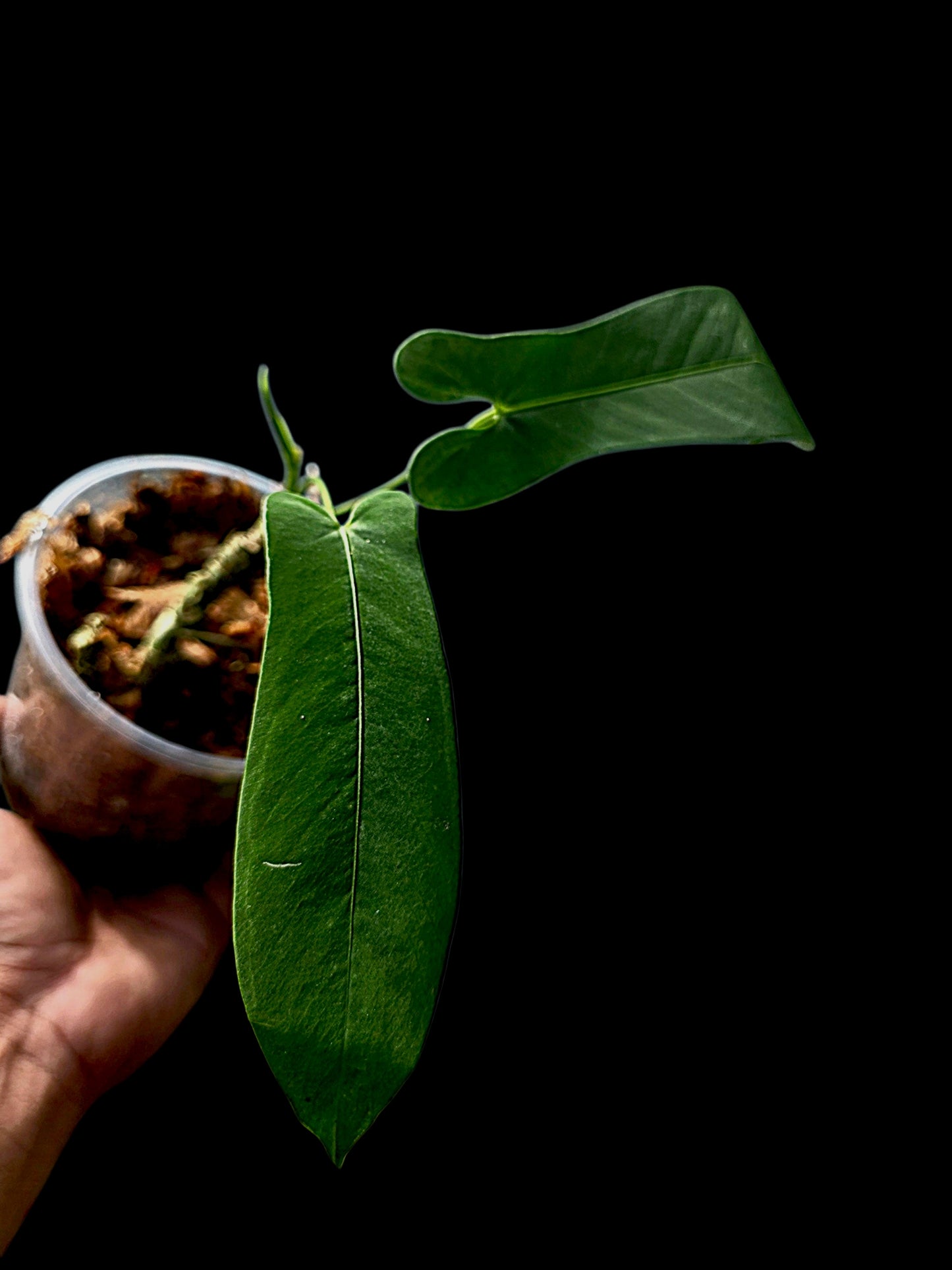 Anthurium sp. 'Tingomarianense Velvet Lobed' with 2 Leaves (EXACT PLANT)