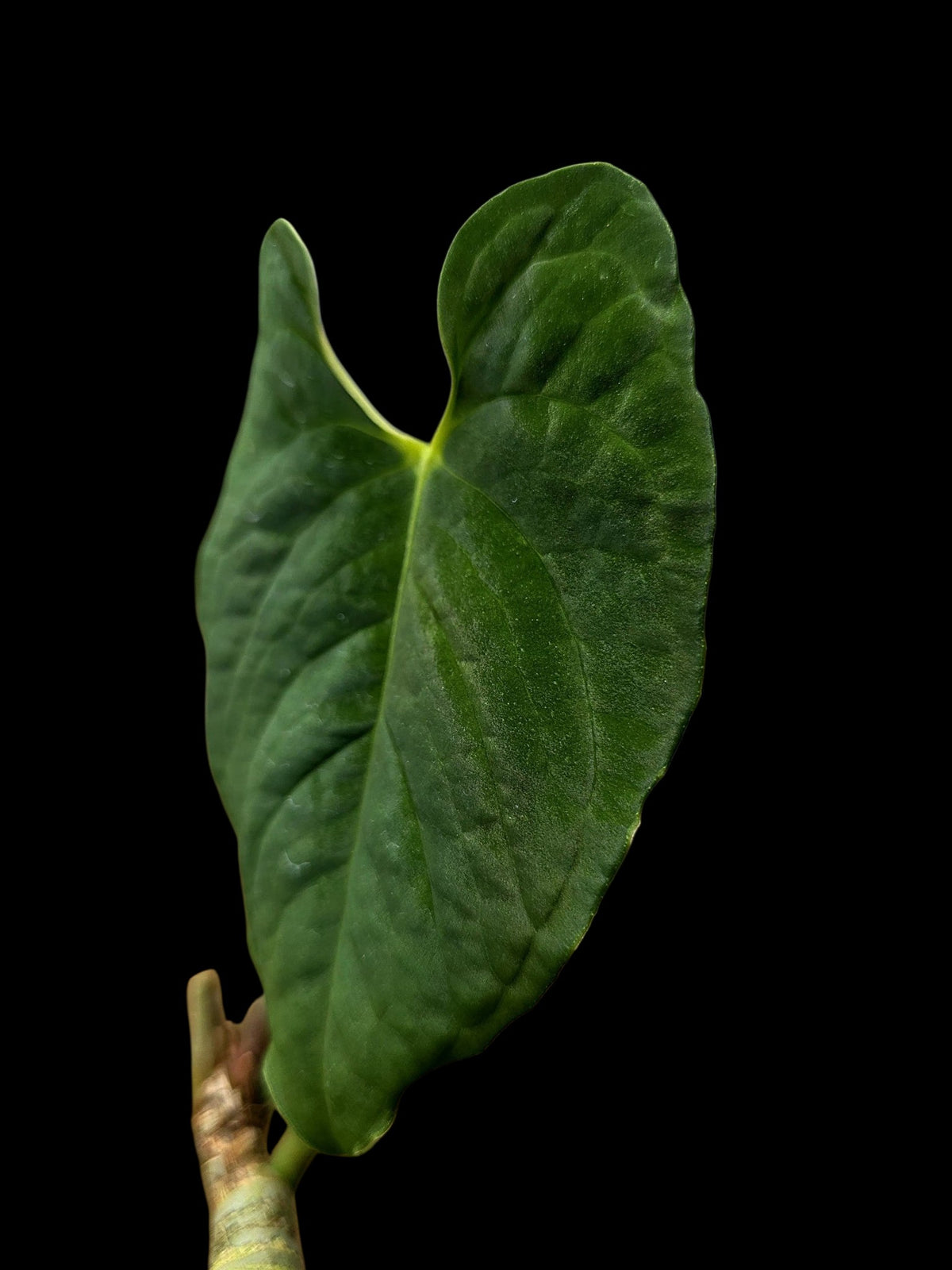 Anthurium sp. 'Purple Velvet' Bullate Leaves (EXACT PLANT)