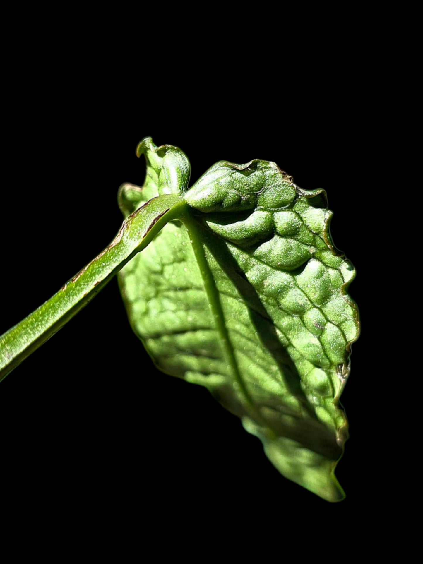 Anthurium sp. 'Andinum Lattice Crispus' Metamorphosis Phenotype (EXACT PLANT)