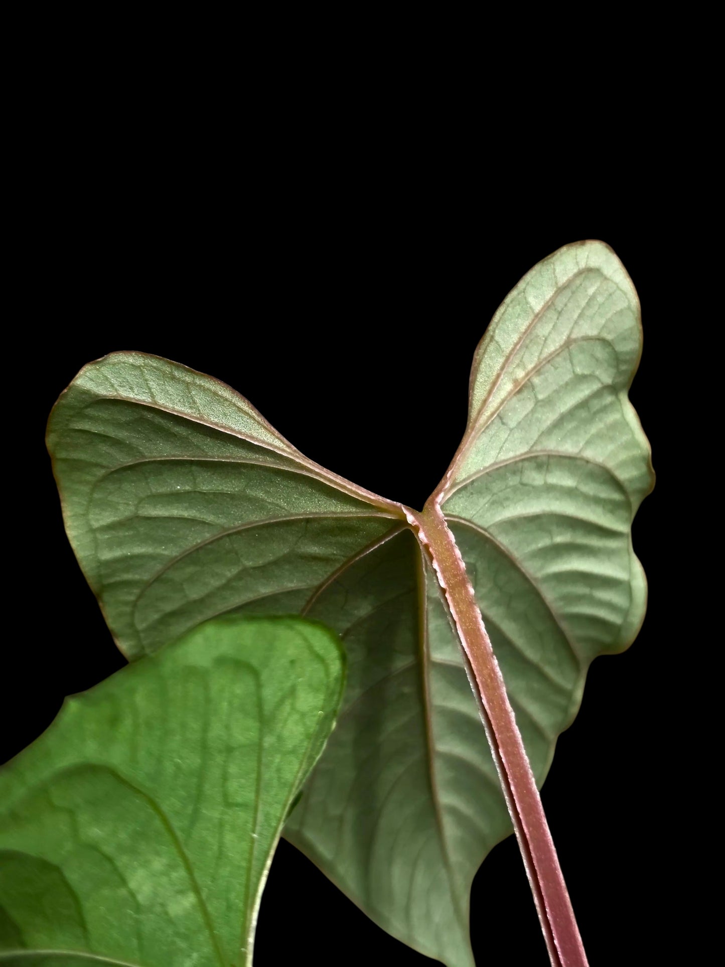 Anthurium sp. 'Kunayala Glow' Native to Panama (EXACT PLANT)