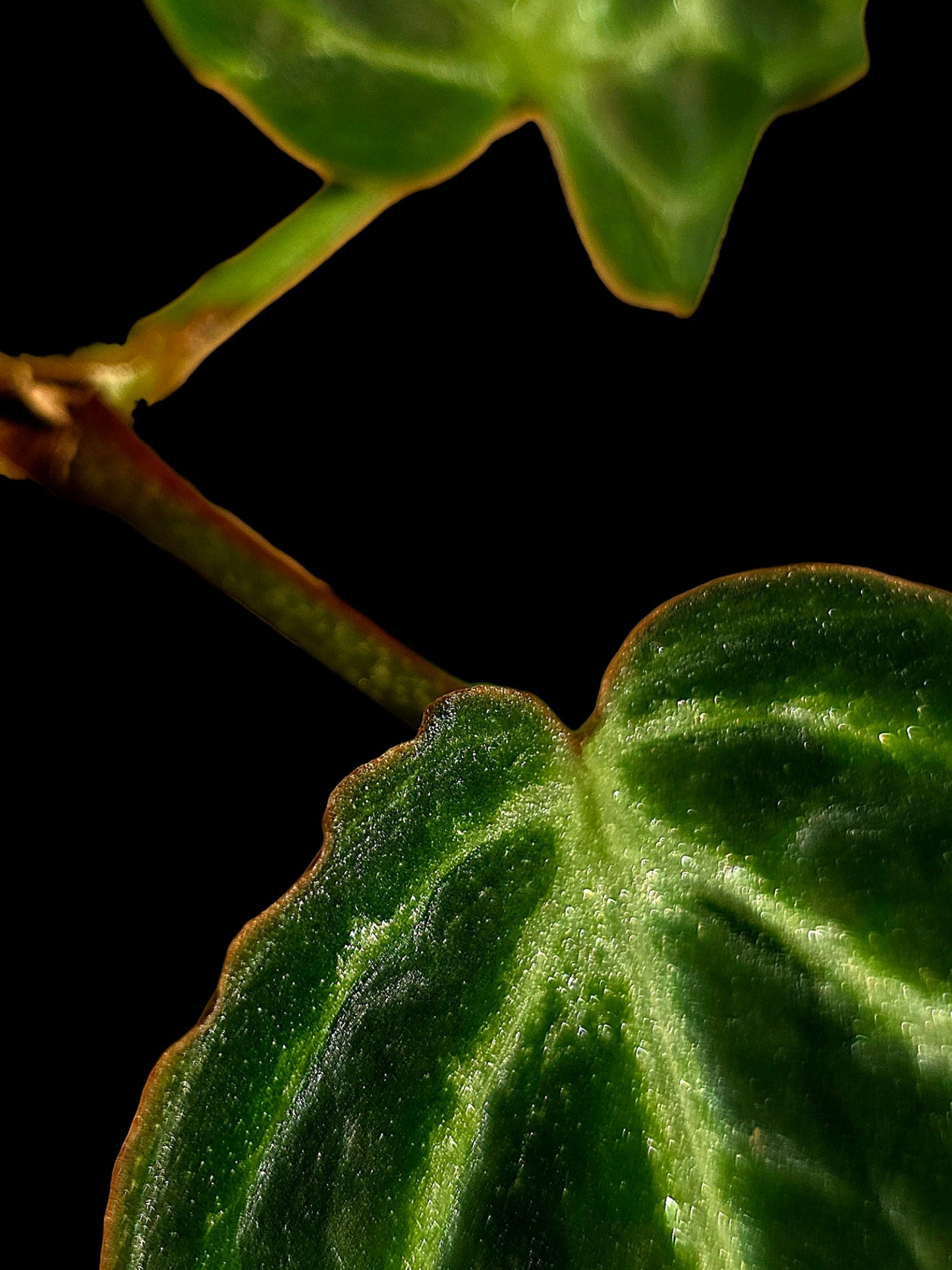 Anthurium sp. 'Amazon Monster Veins' Wild Ecotype (EXACT PLANT)