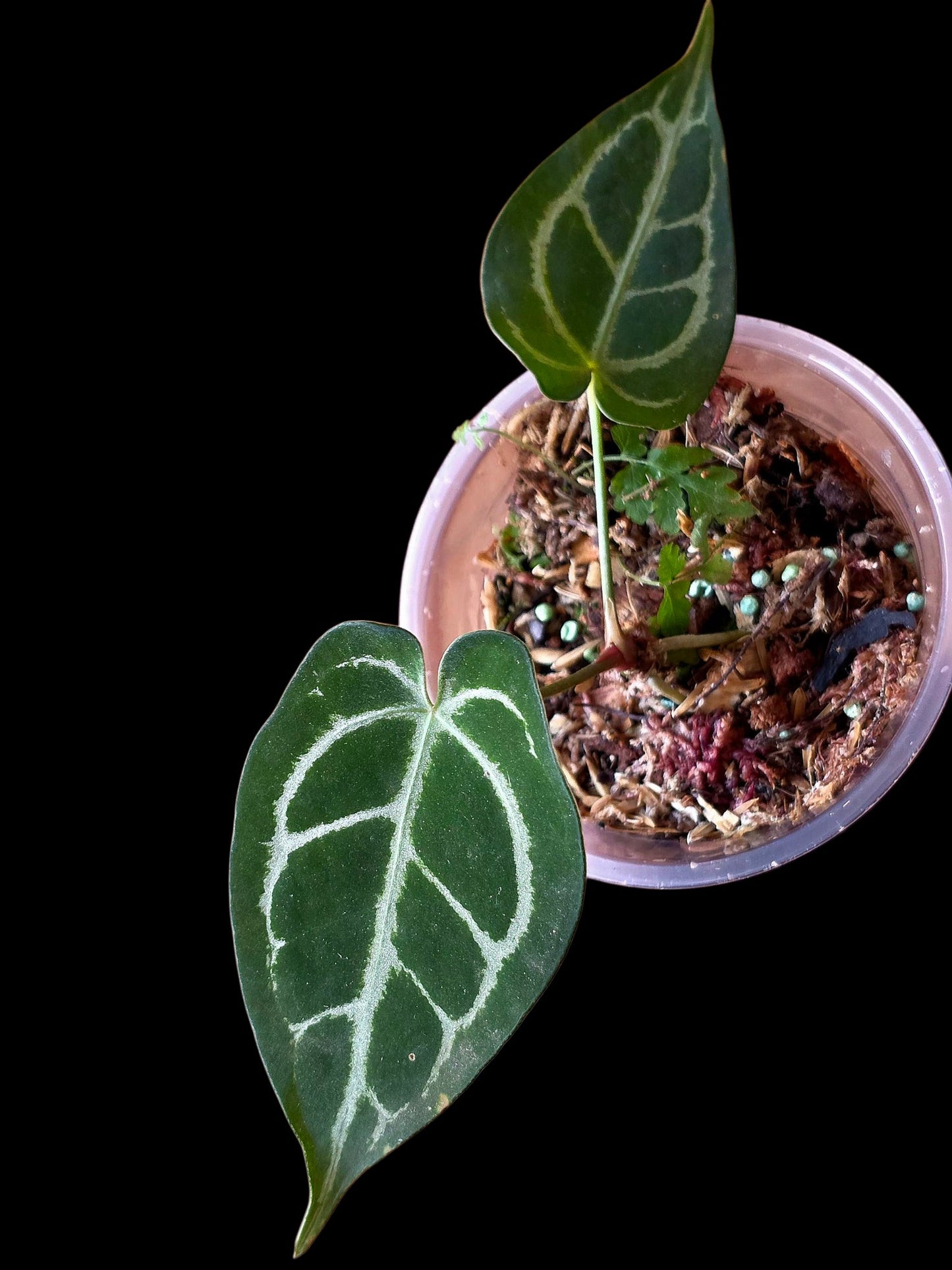 Anthurium Crystallinum X Forgetii (EXACT PLANT)