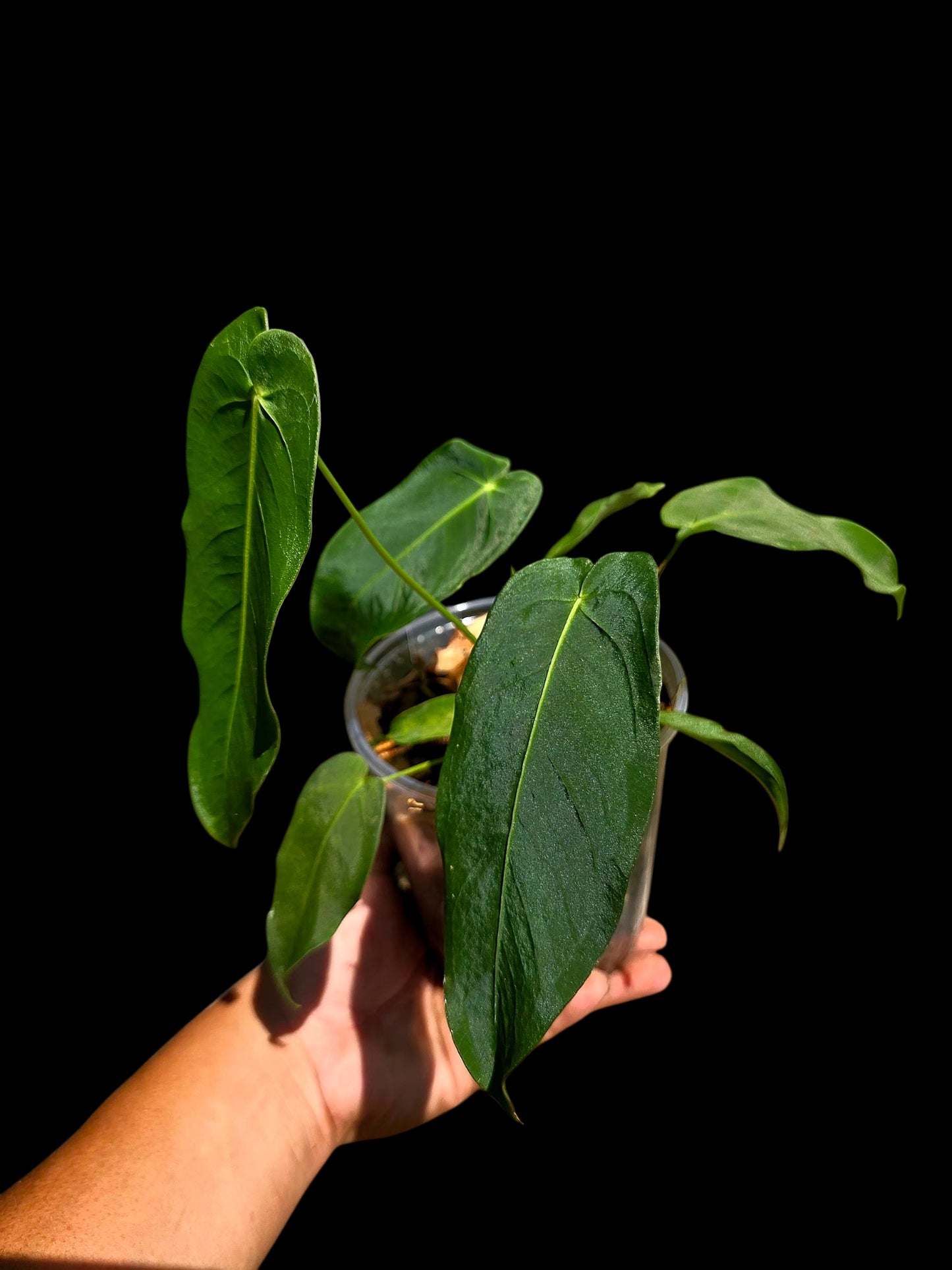 Anthurium Queremalense (EXACT PLANT)