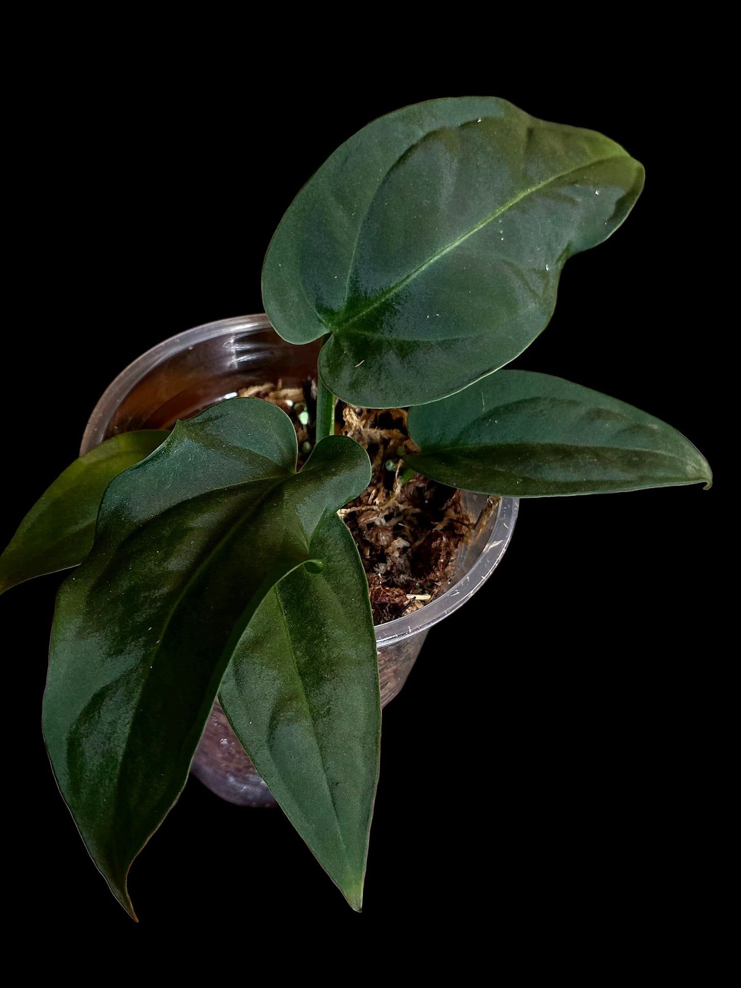 Anthurium Pulcachense Dark (EXACT PLANT)