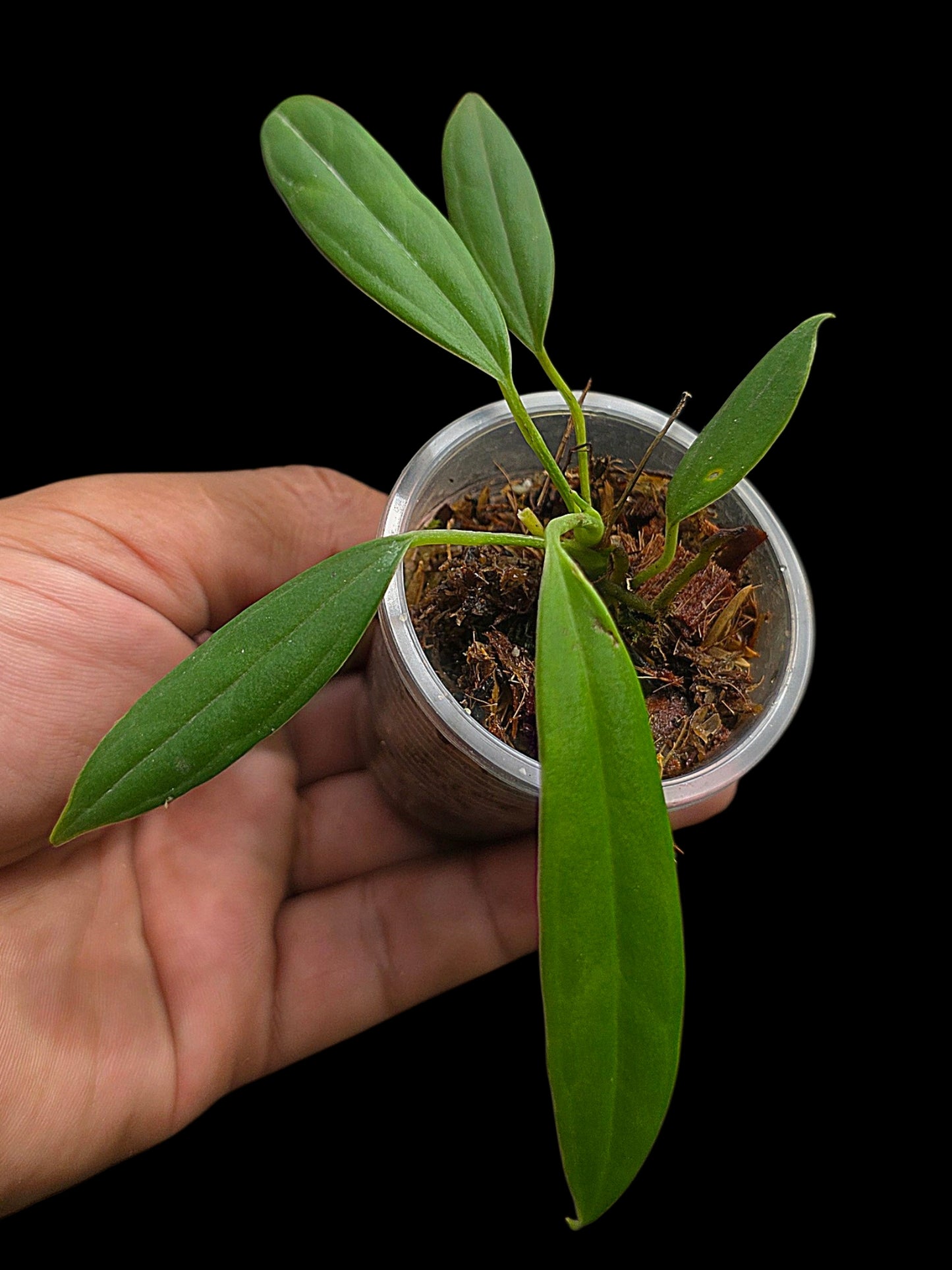 Anthurium Ceronii Small Size (EXACT PLANT)