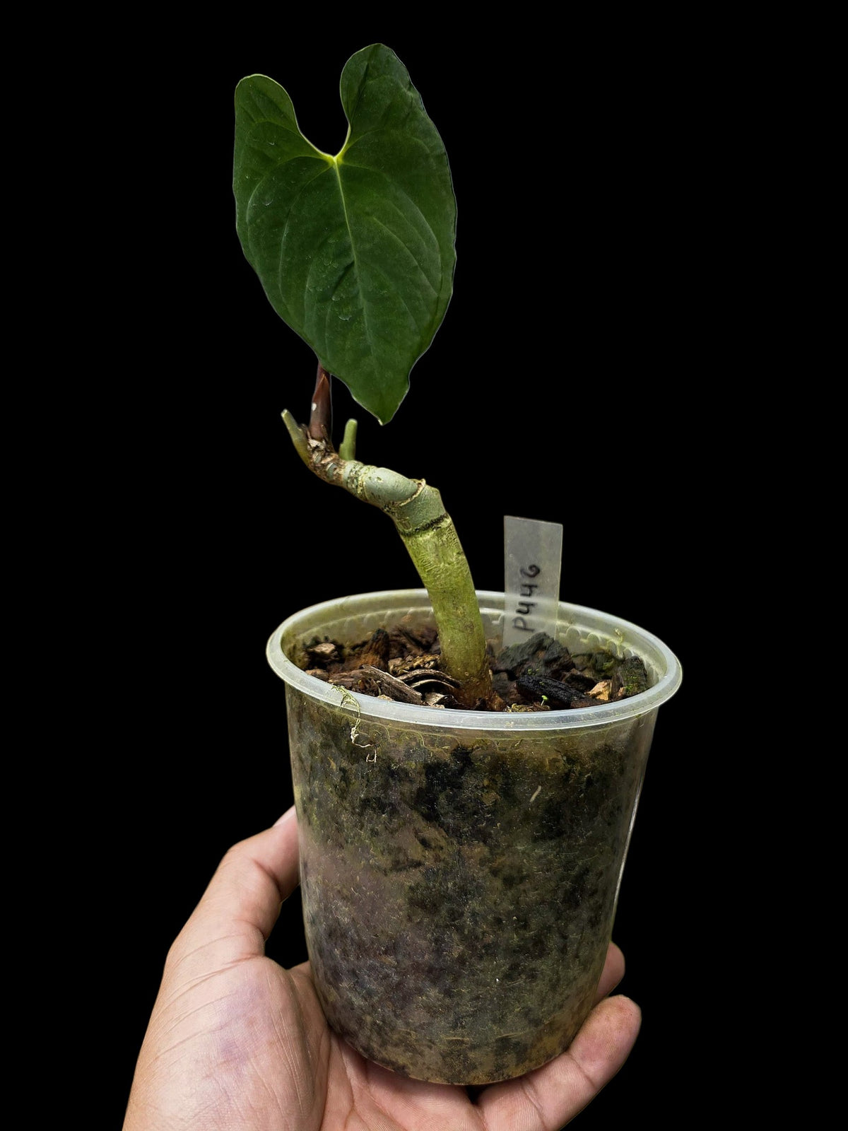 Anthurium sp. 'Purple Velvet' Bullate Leaves (EXACT PLANT)